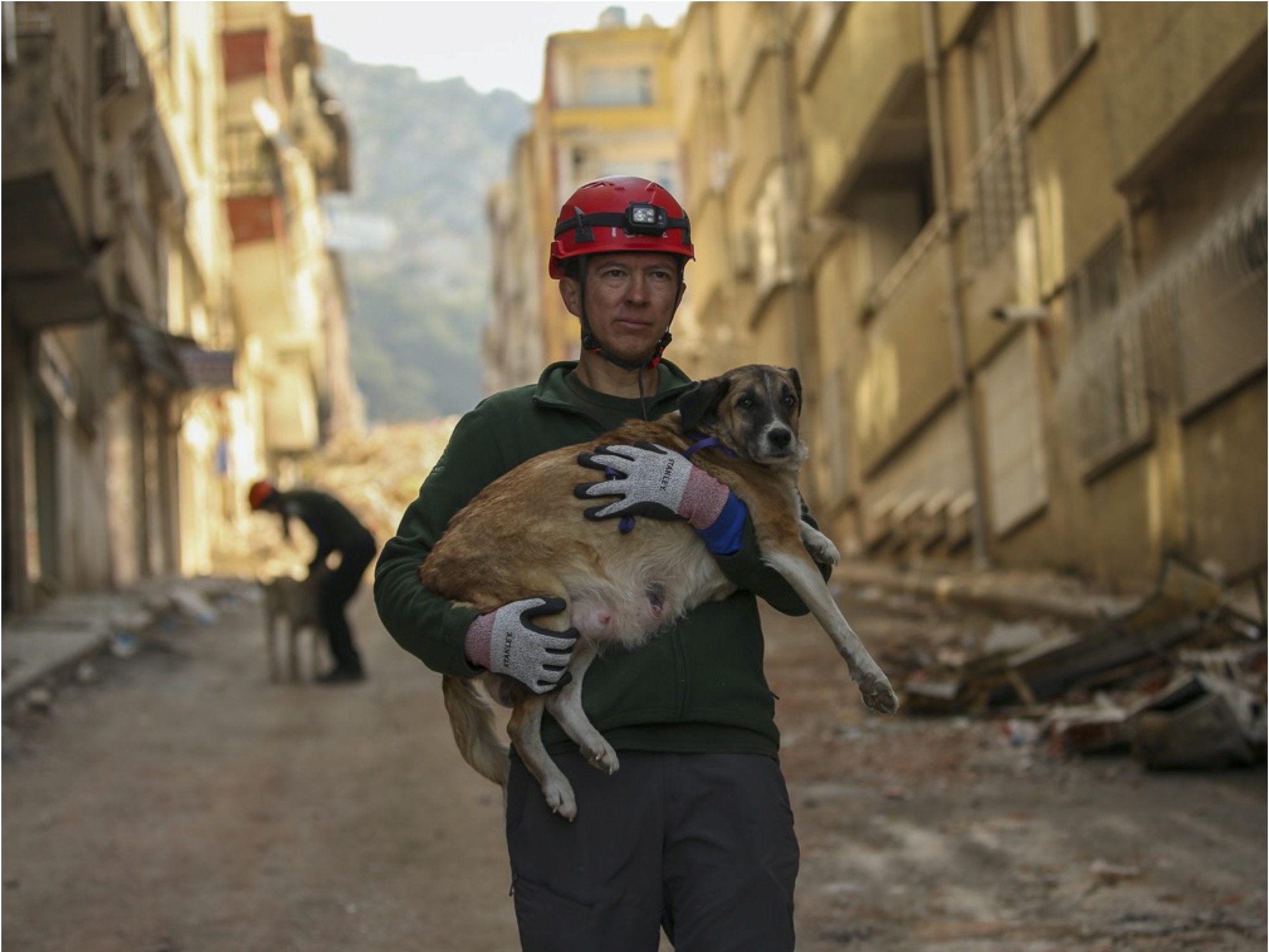 Disasters and pandemics: preparedness and the role of vets