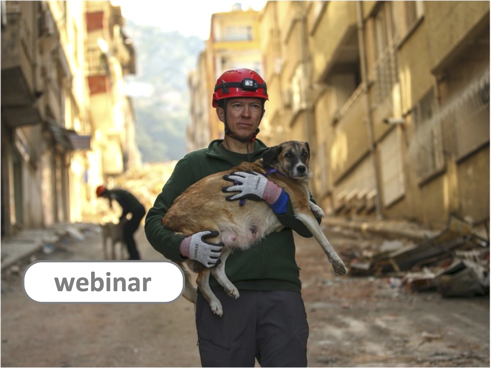Webinar: animals in disasters and the role of vets