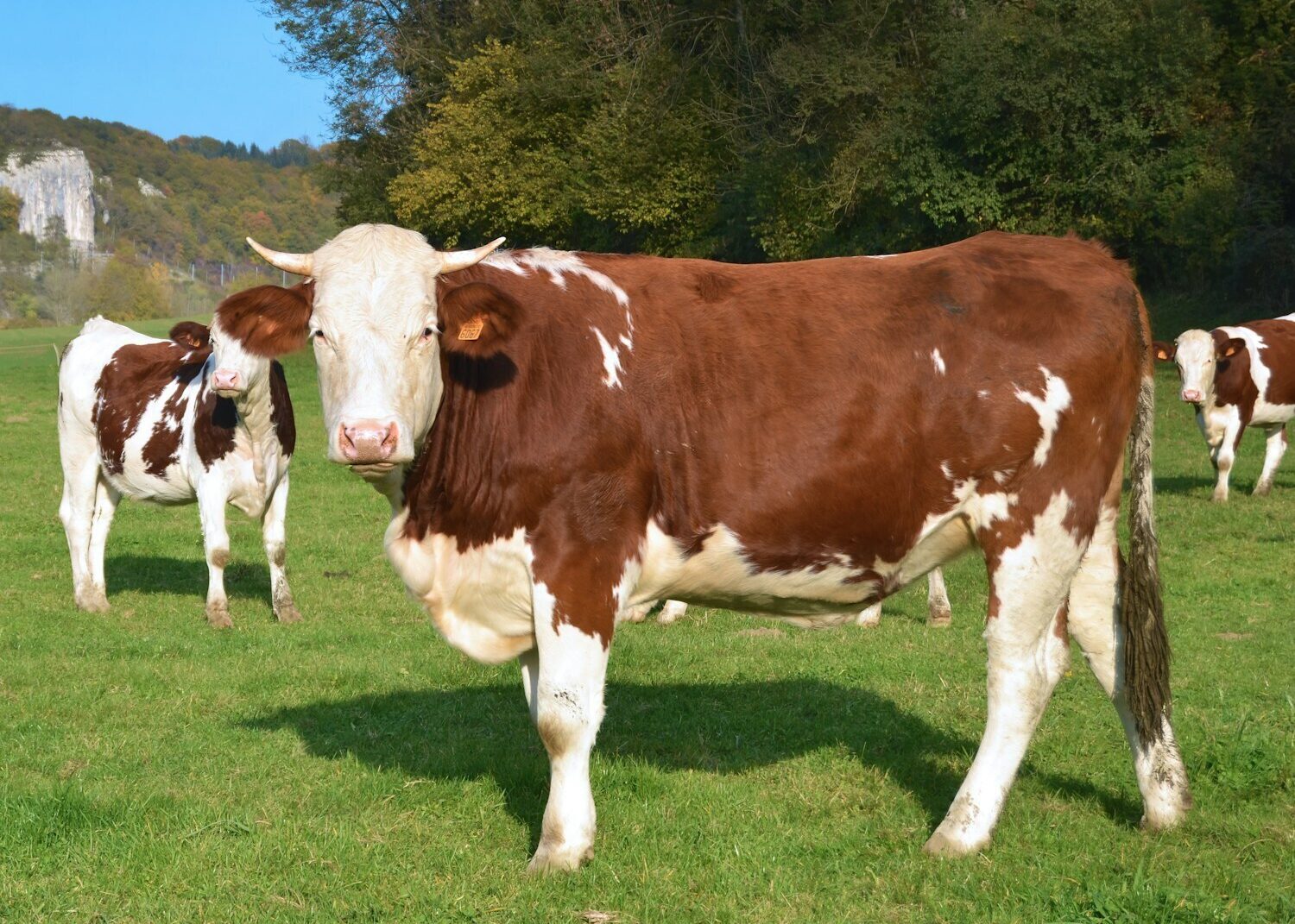 Gilles detot g Ueb Civ J Hjc unsplash