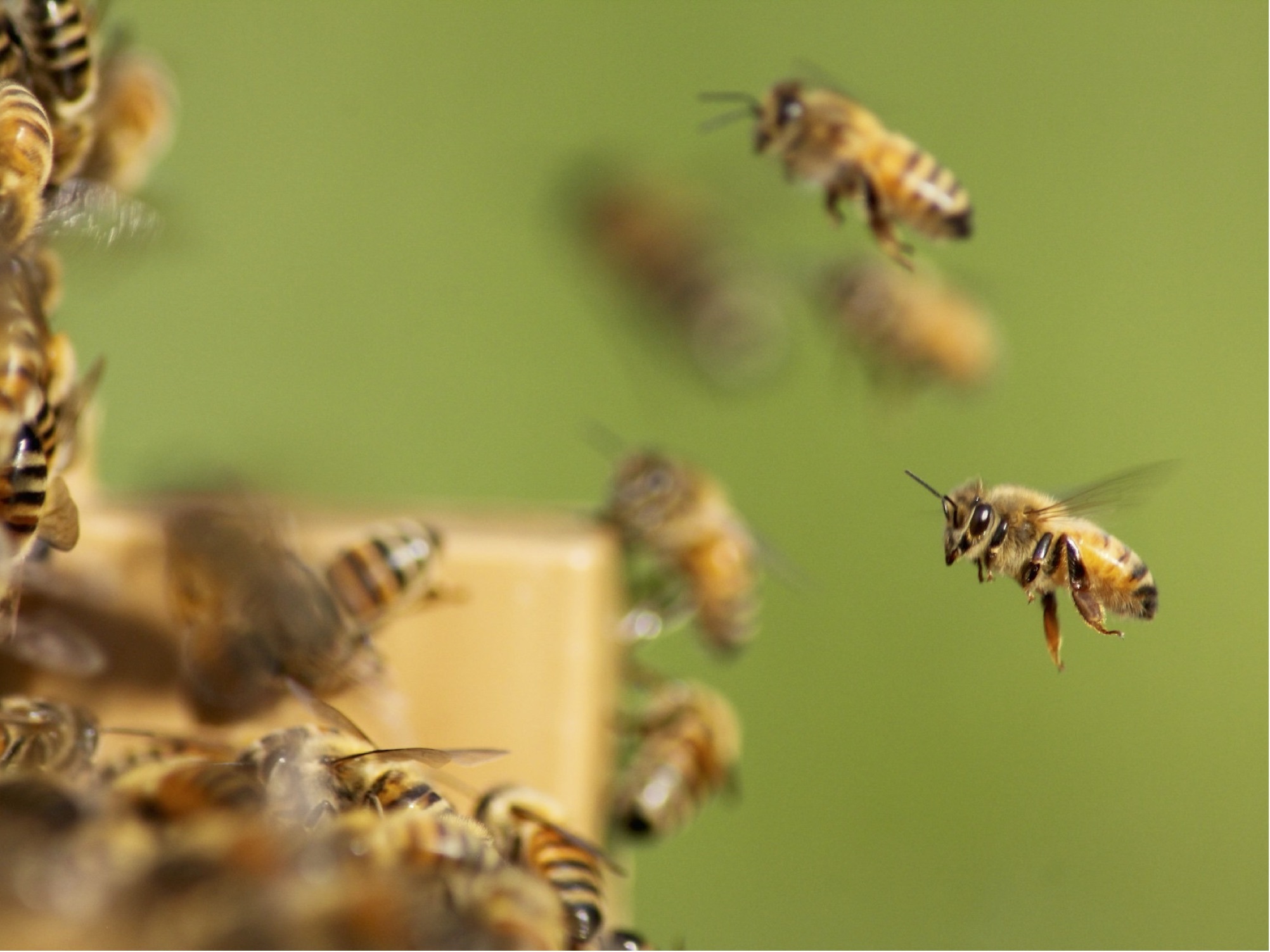 Bees damien tupinier nsplash
