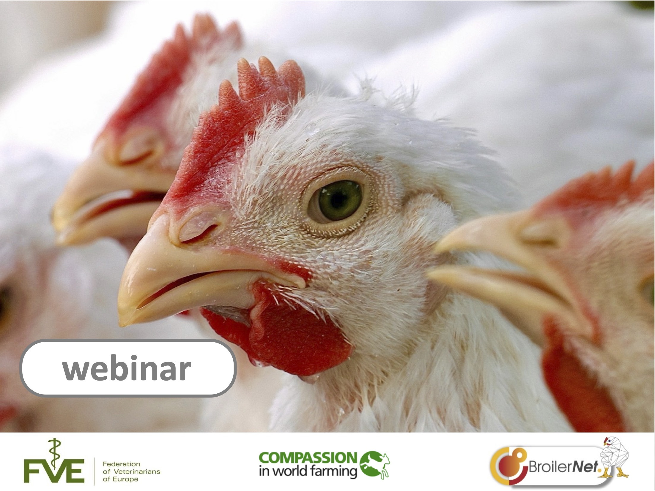 Final BroilerNet webinar: focus on welfare and sustainability