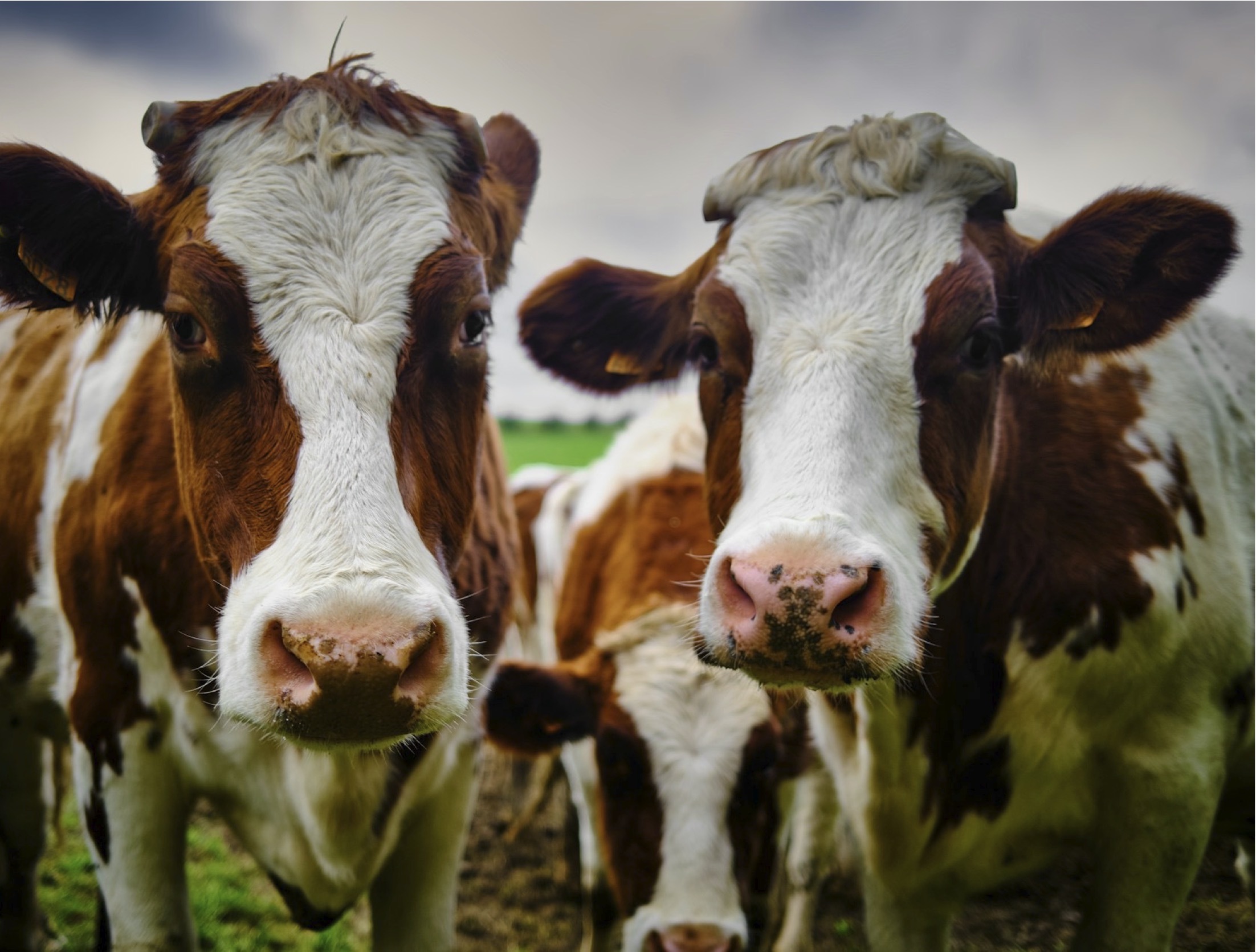 New support for rural veterinary practice in Wallonia