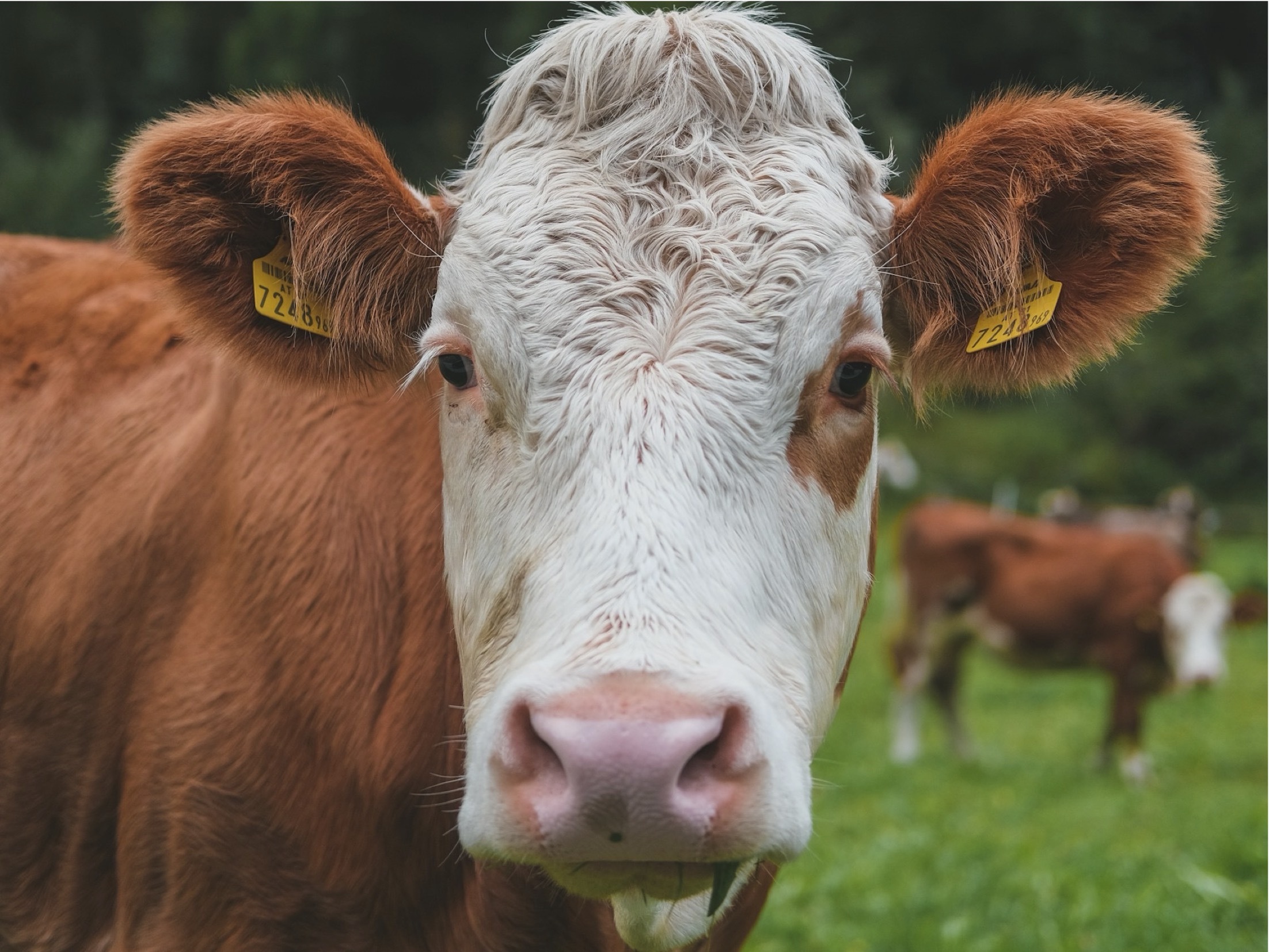 Cow head