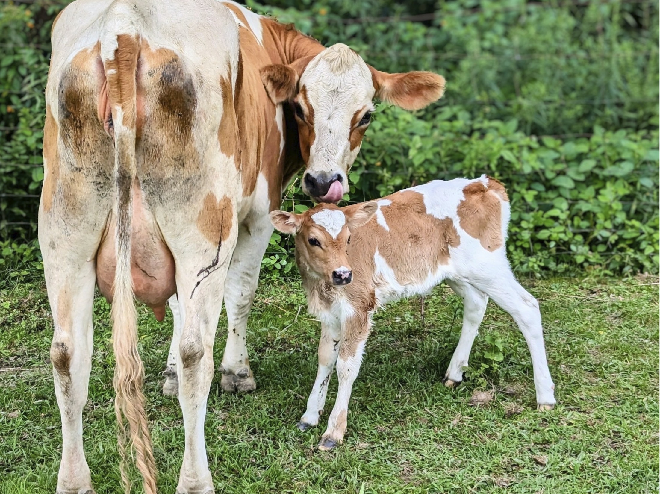 New review examines cow–calf contact systems