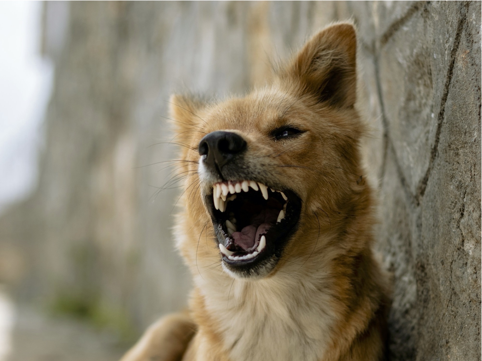 Italy reports a rabies case in an imported dog