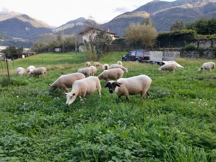 sheep into the grass 3