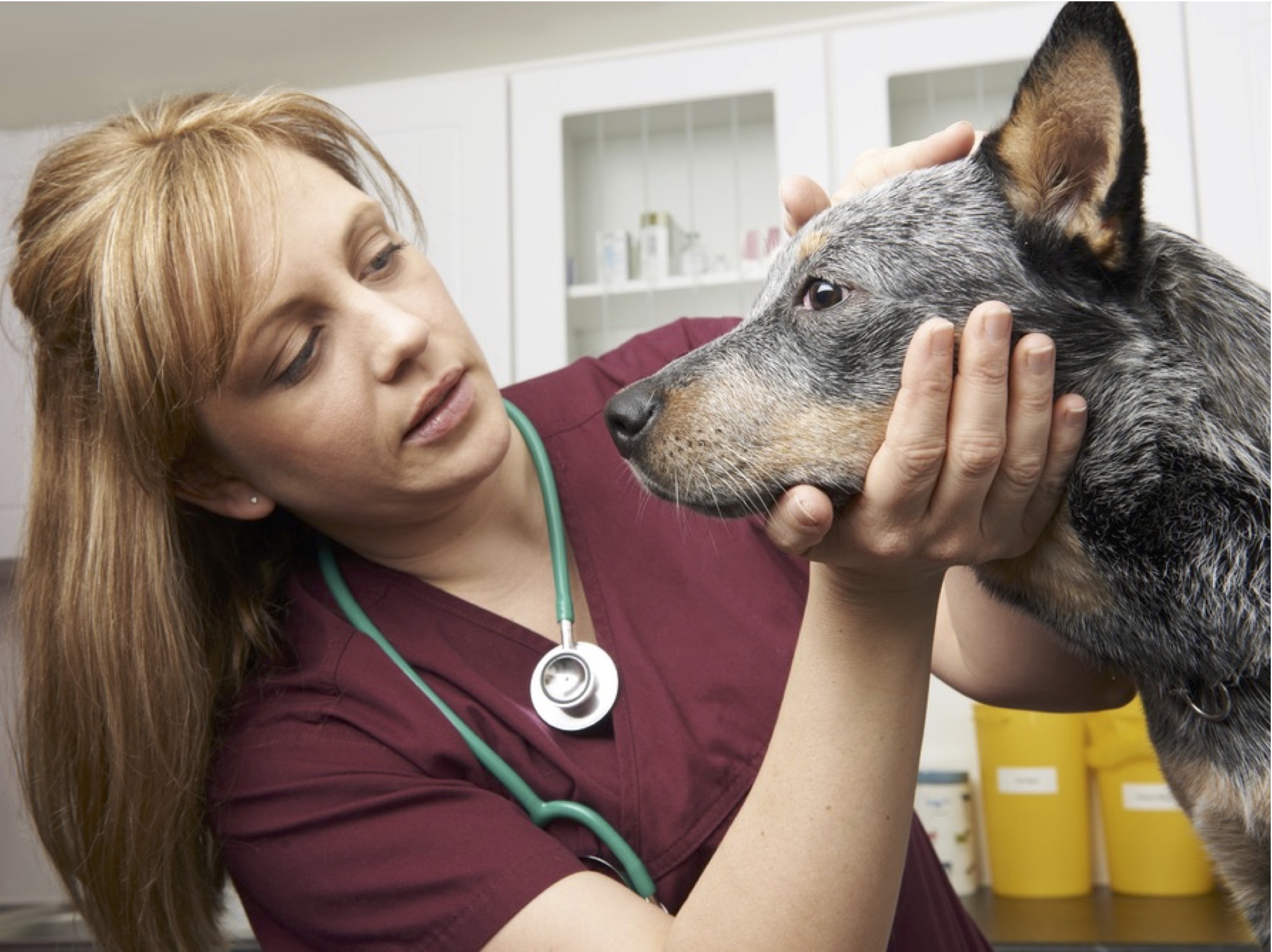 Fecava launches Advanced Veterinary Clinician certification