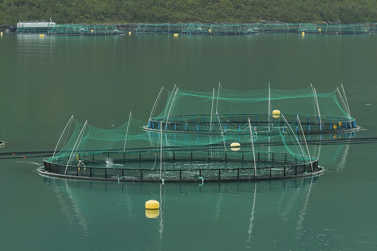 EU: challenges in the use of fish medicines