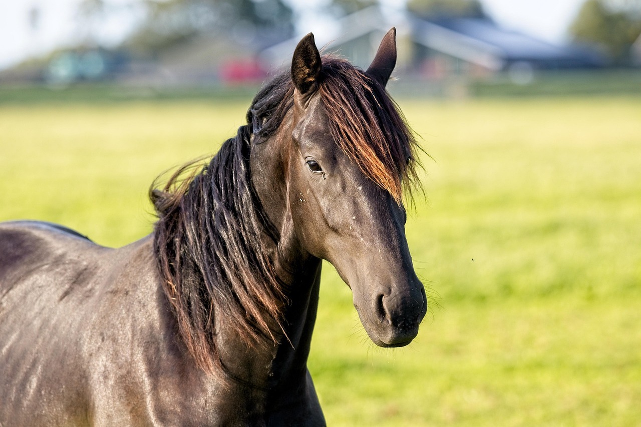 West Nile virus detected in horses in Belgium and the Netherlands