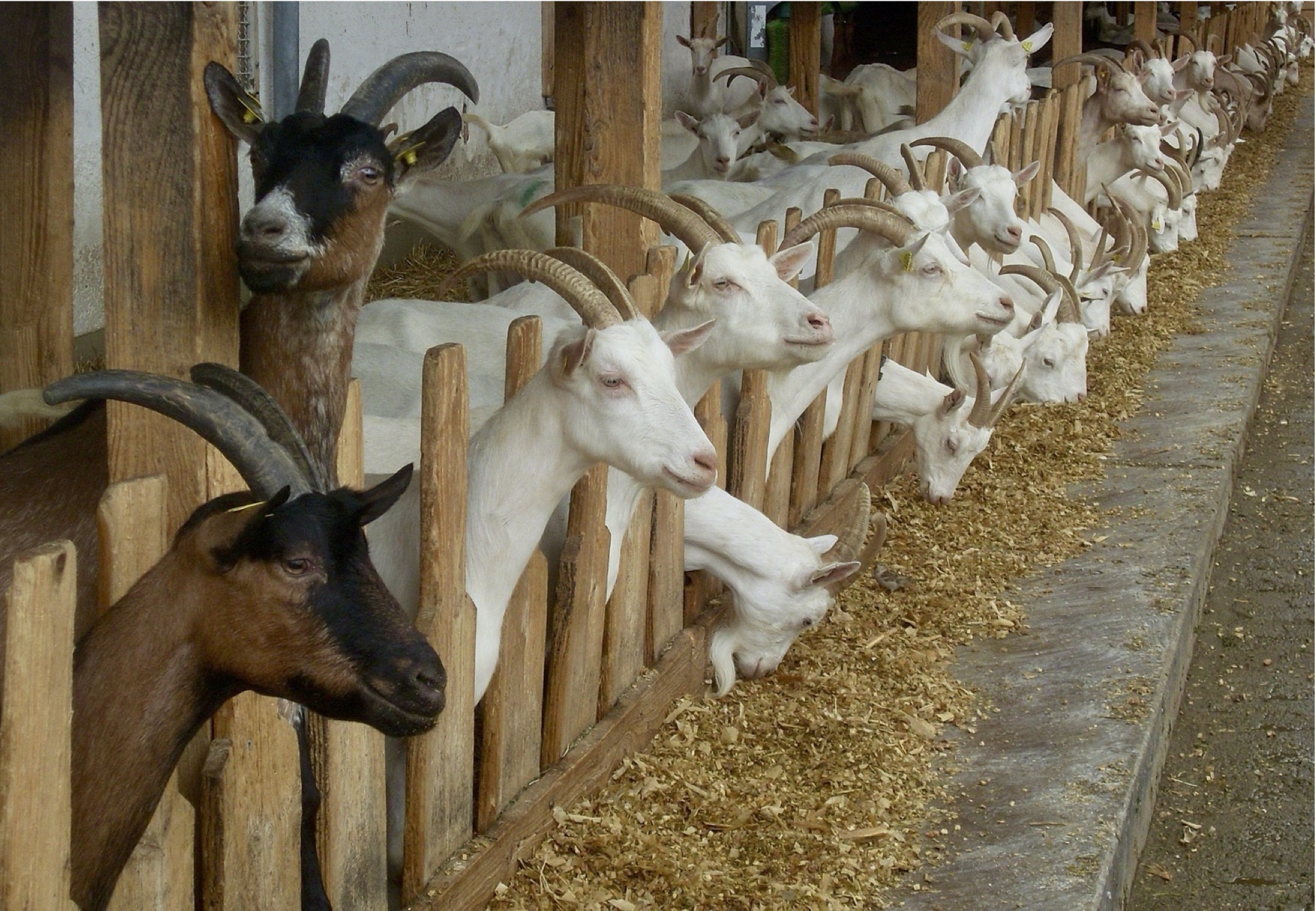 Goat farm