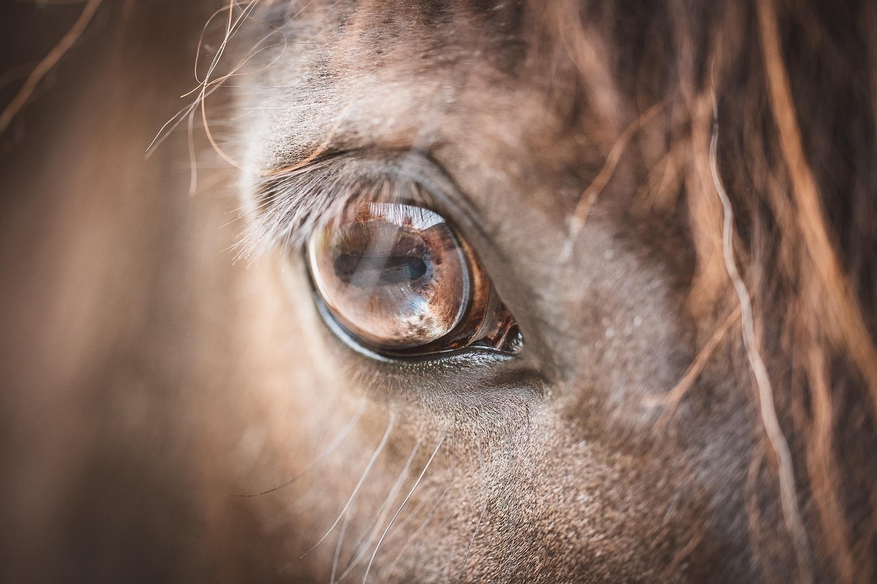Netherlands: first horse infected with West Nile virus