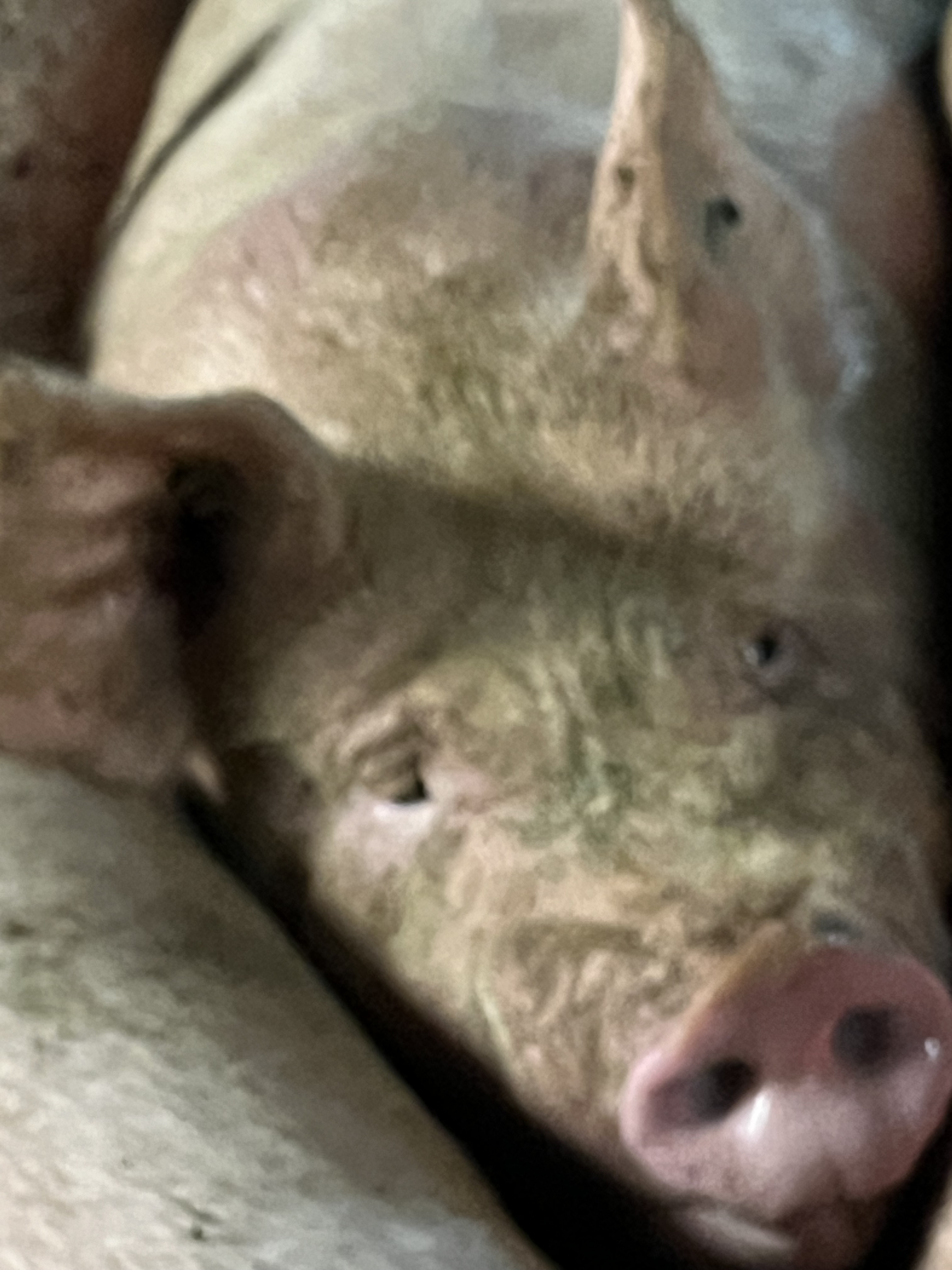 pig 1