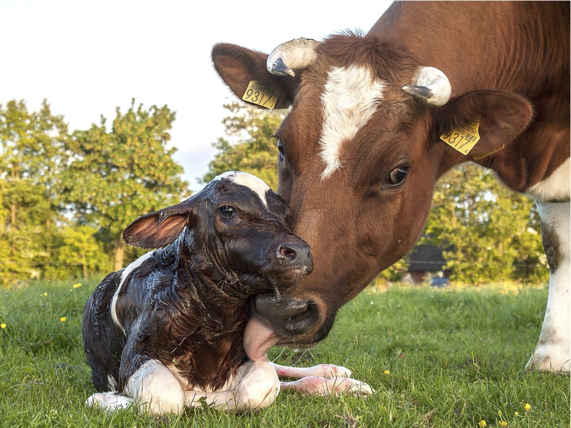 Cow-calf contact: two key events in May