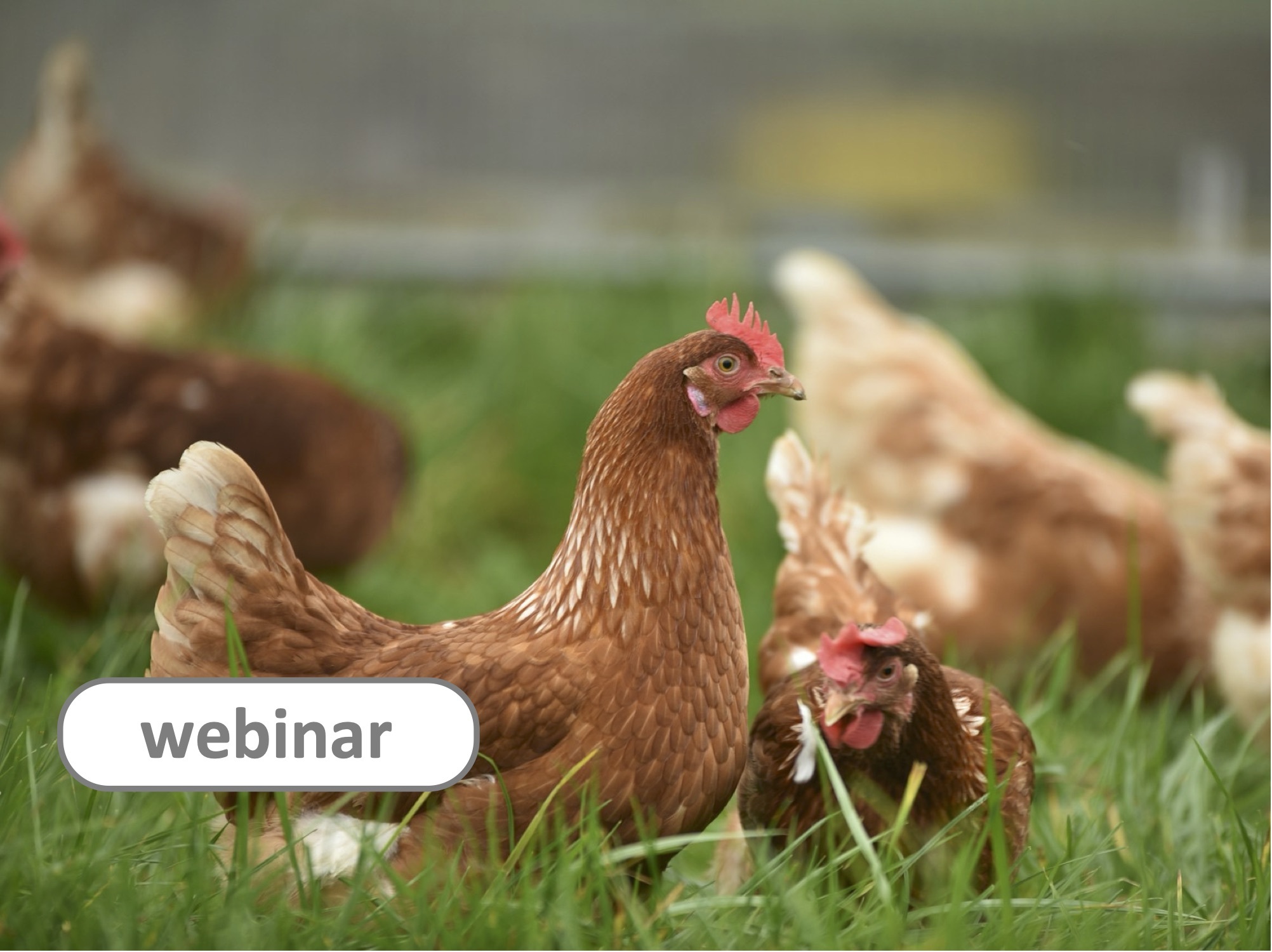 Webinar on Newcastle Disease in Europe