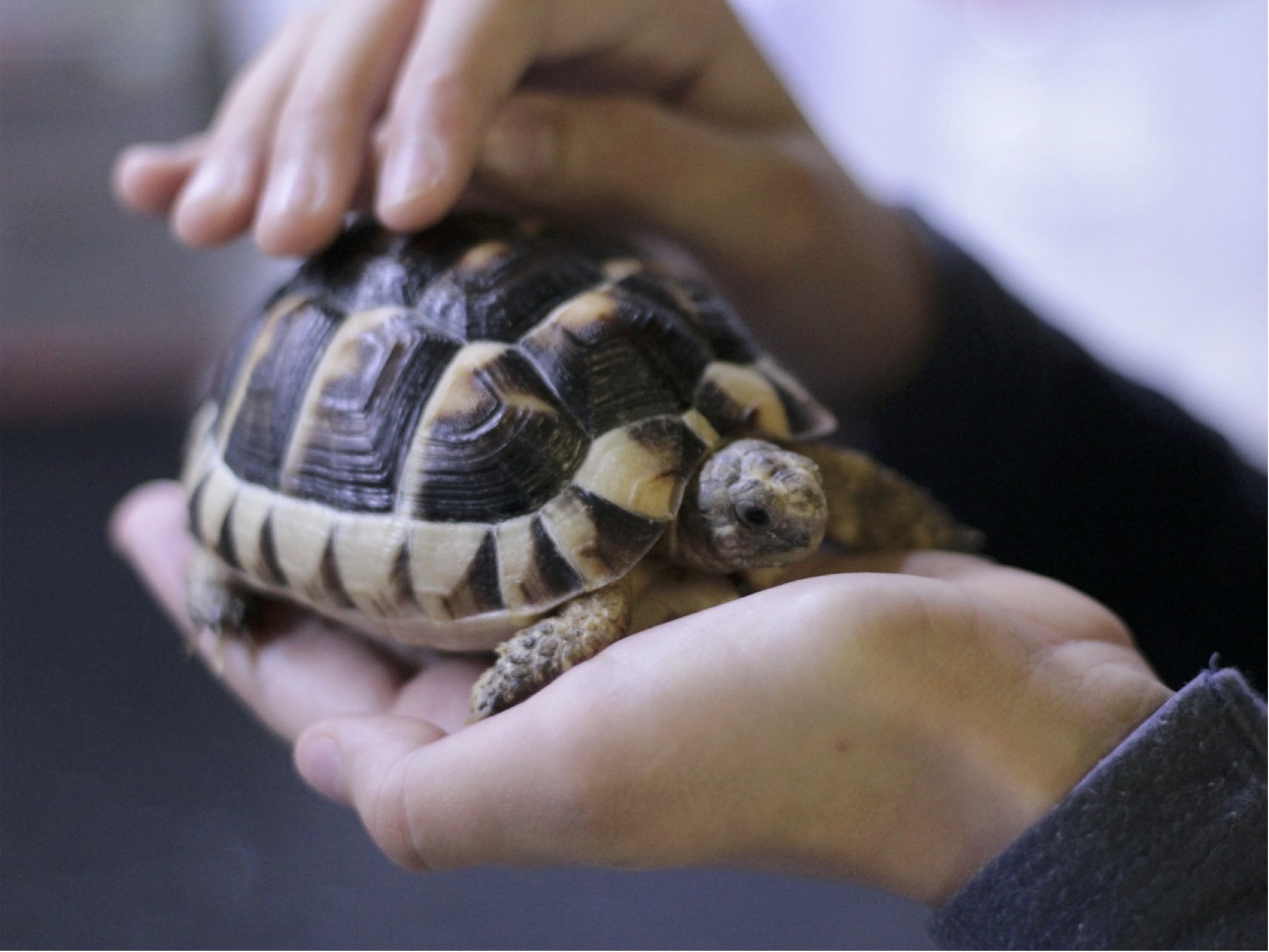 A positive list for exotic pets? Have your say