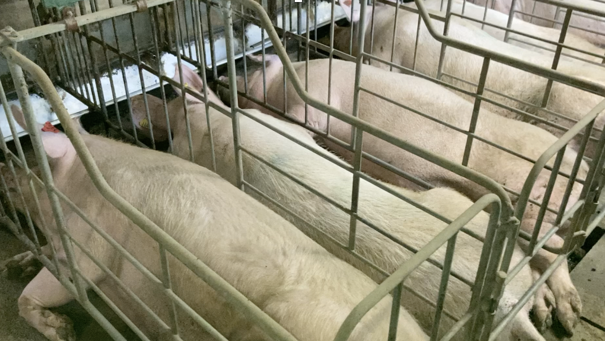 Screenshot 2025 01 26 alle 19 09 08