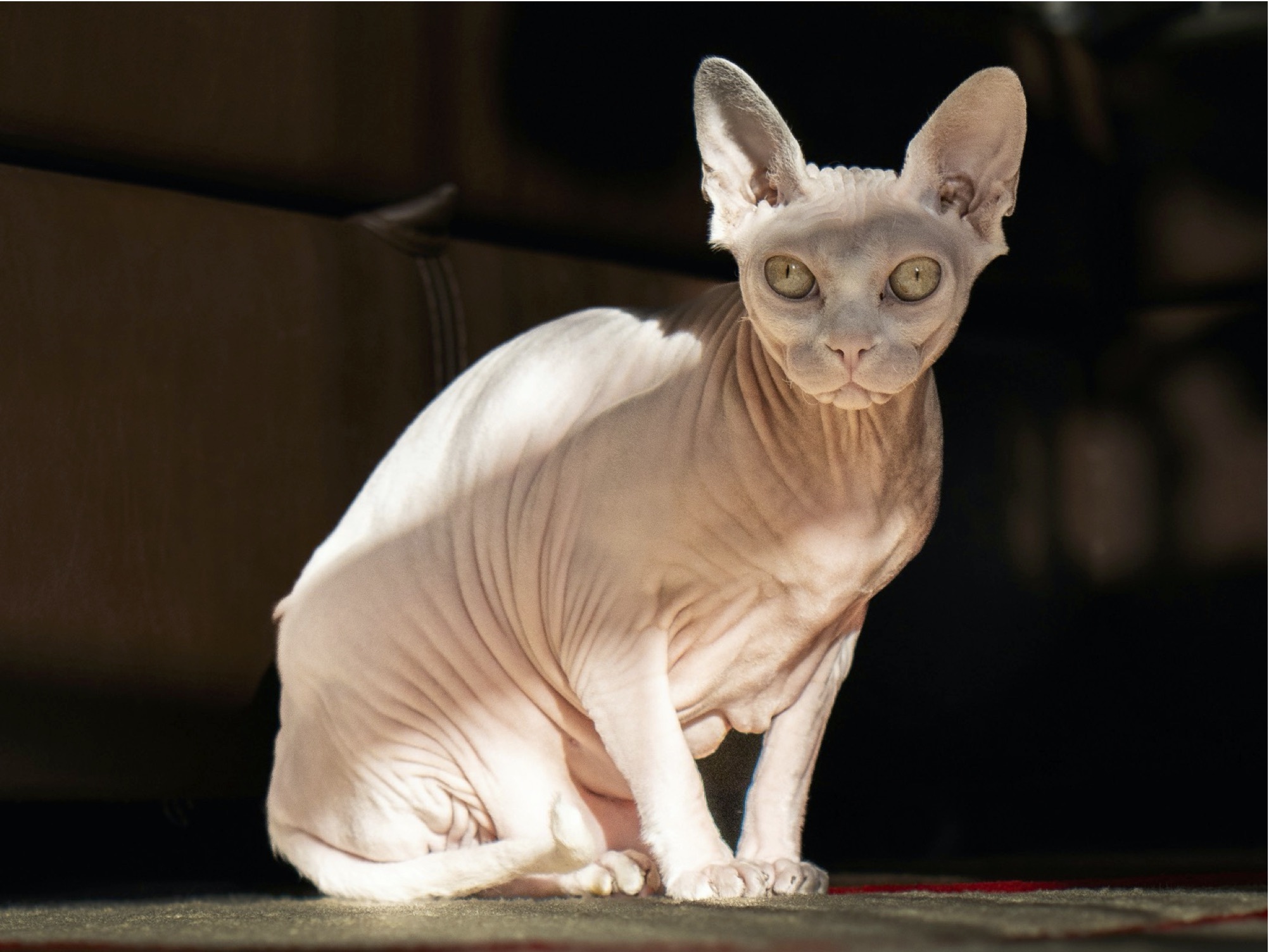 The Netherlands bans the keeping of folded-ear and hairless cats