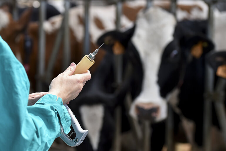 Lumpy skin disease: vaccination underway