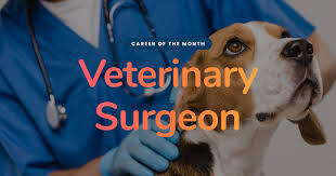 Vet Surgeons