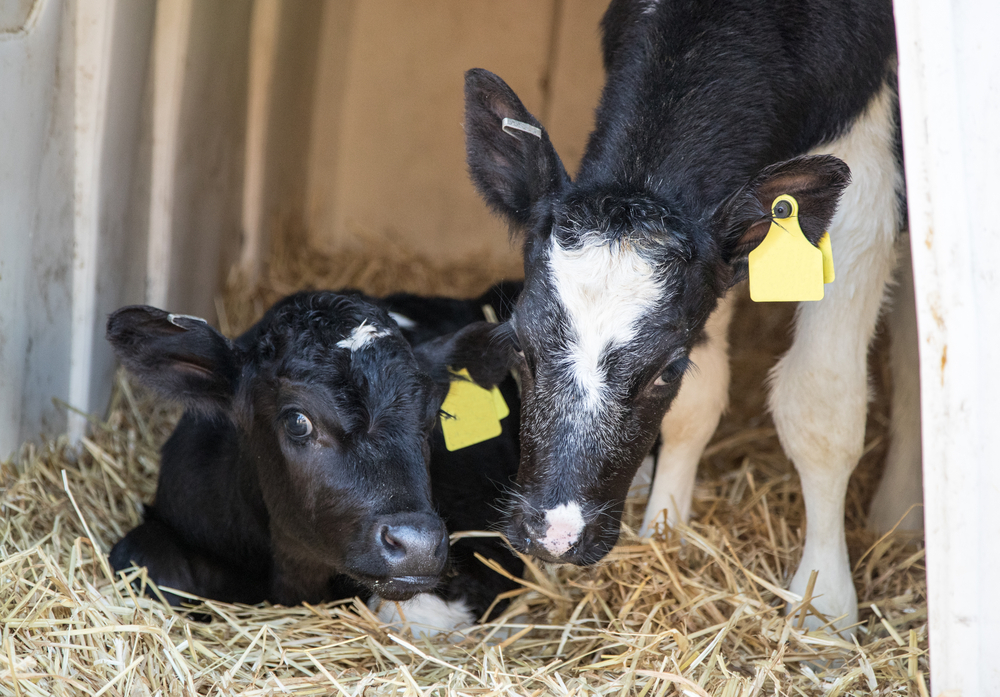 Calves sitting straw bedding