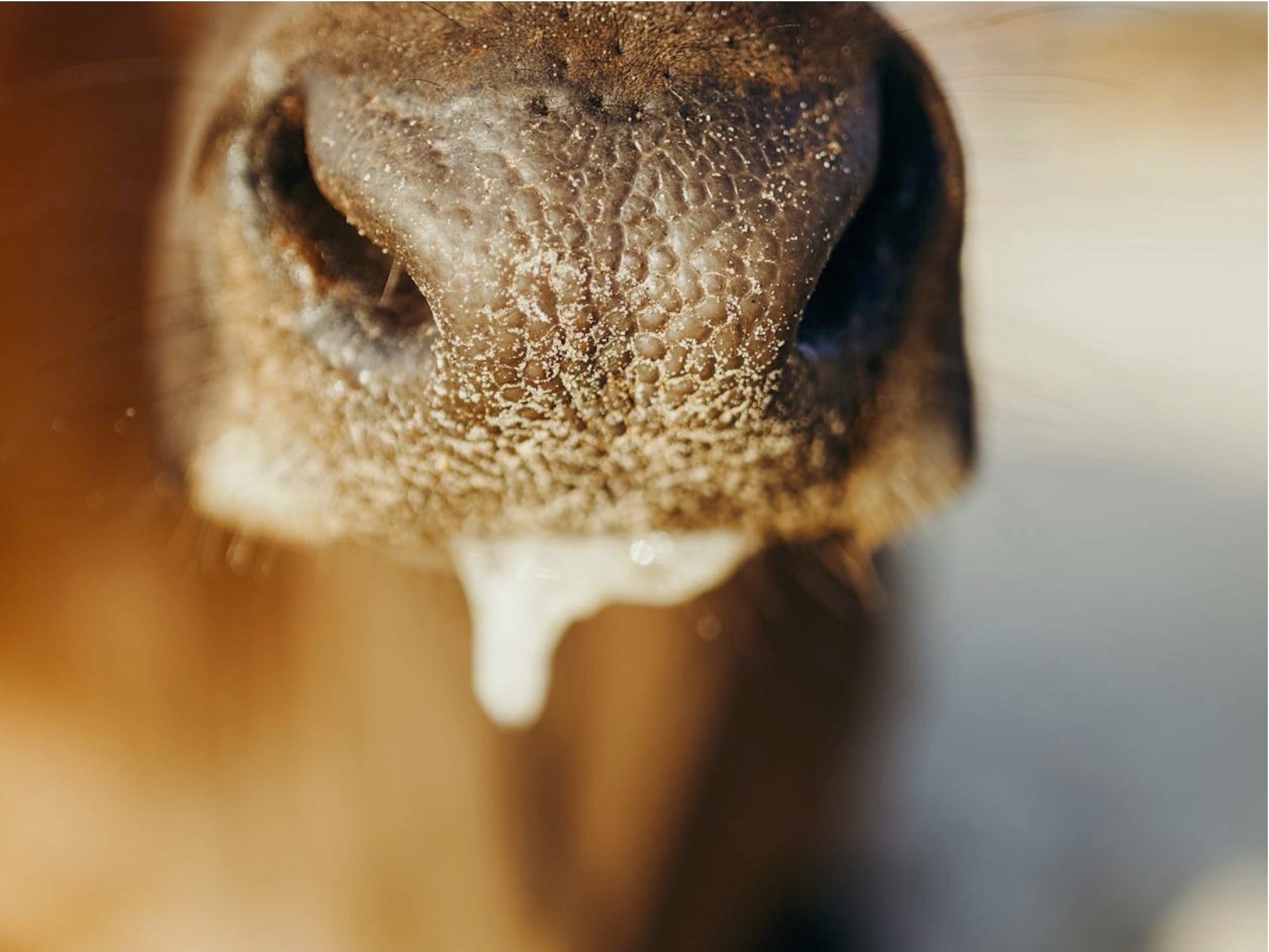 Foot-and-mouth disease outbreaks in Northern Cyprus