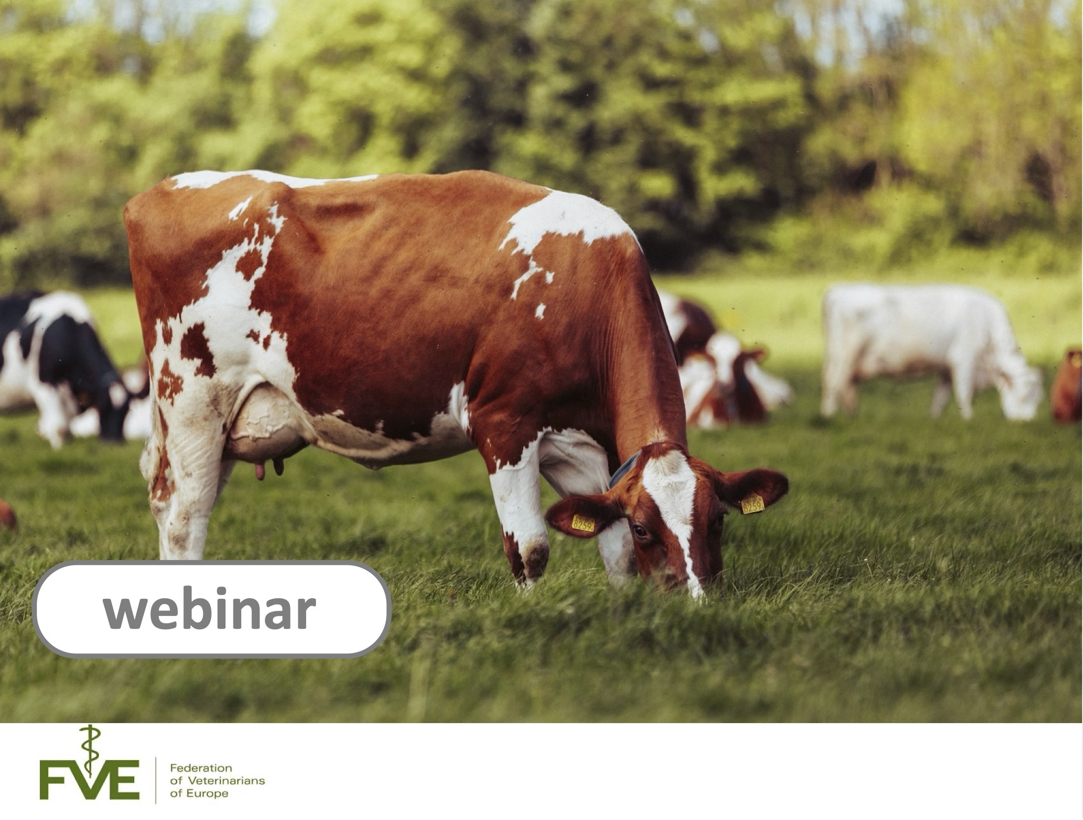 Webinar: Shamonda virus in cattle – what field vets need to know