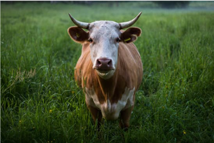 Cow