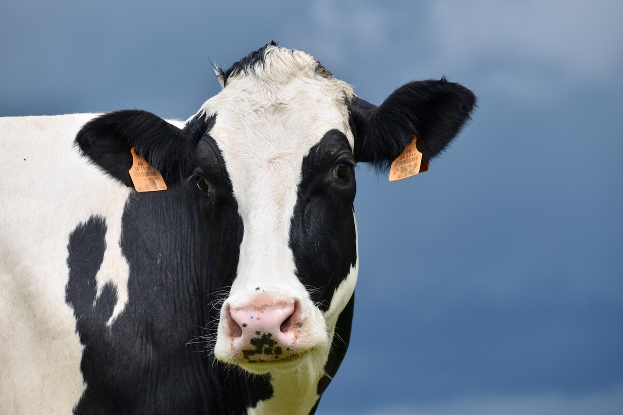 Spain reports first case of Lumpy Skin Disease
