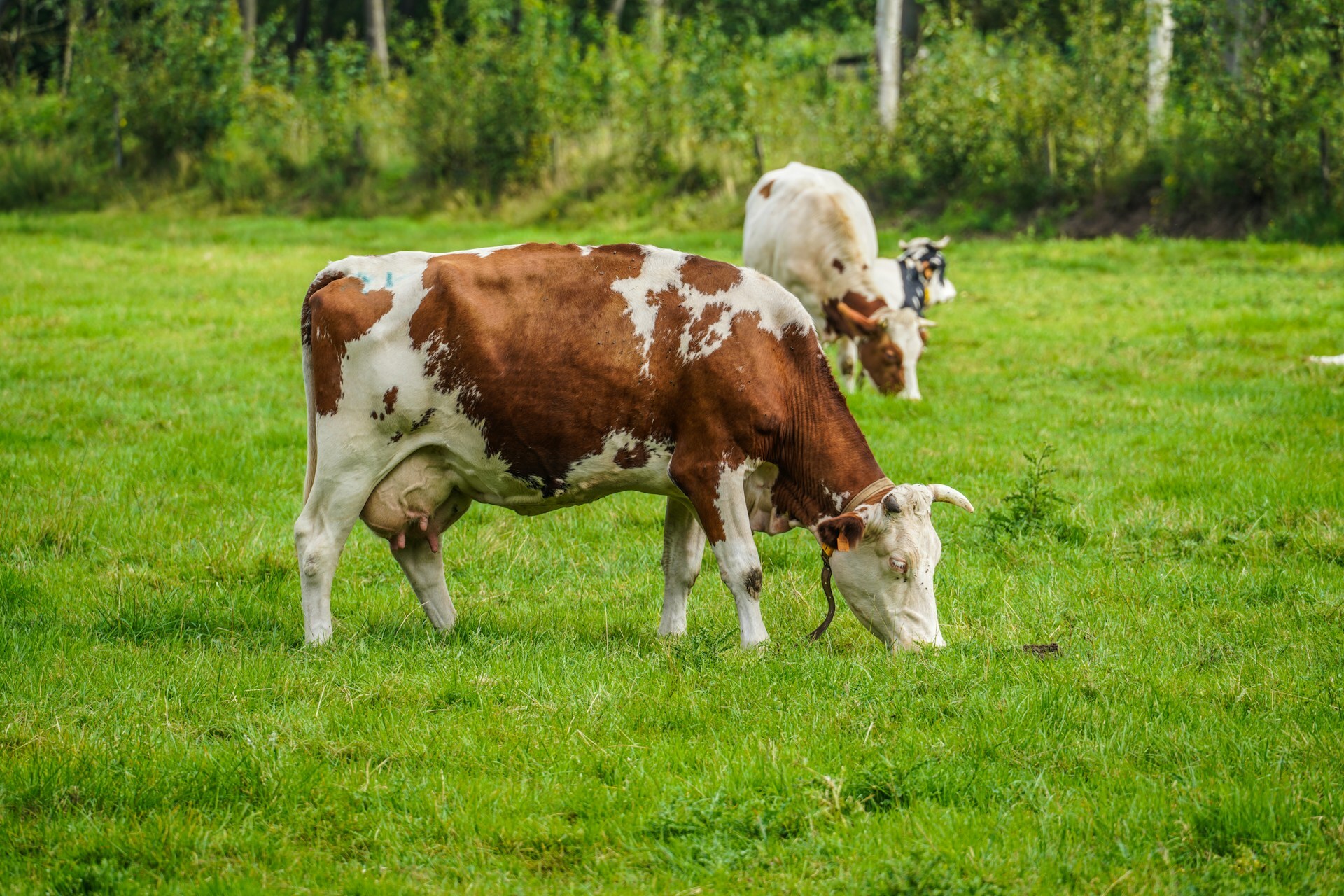 Dairy cow