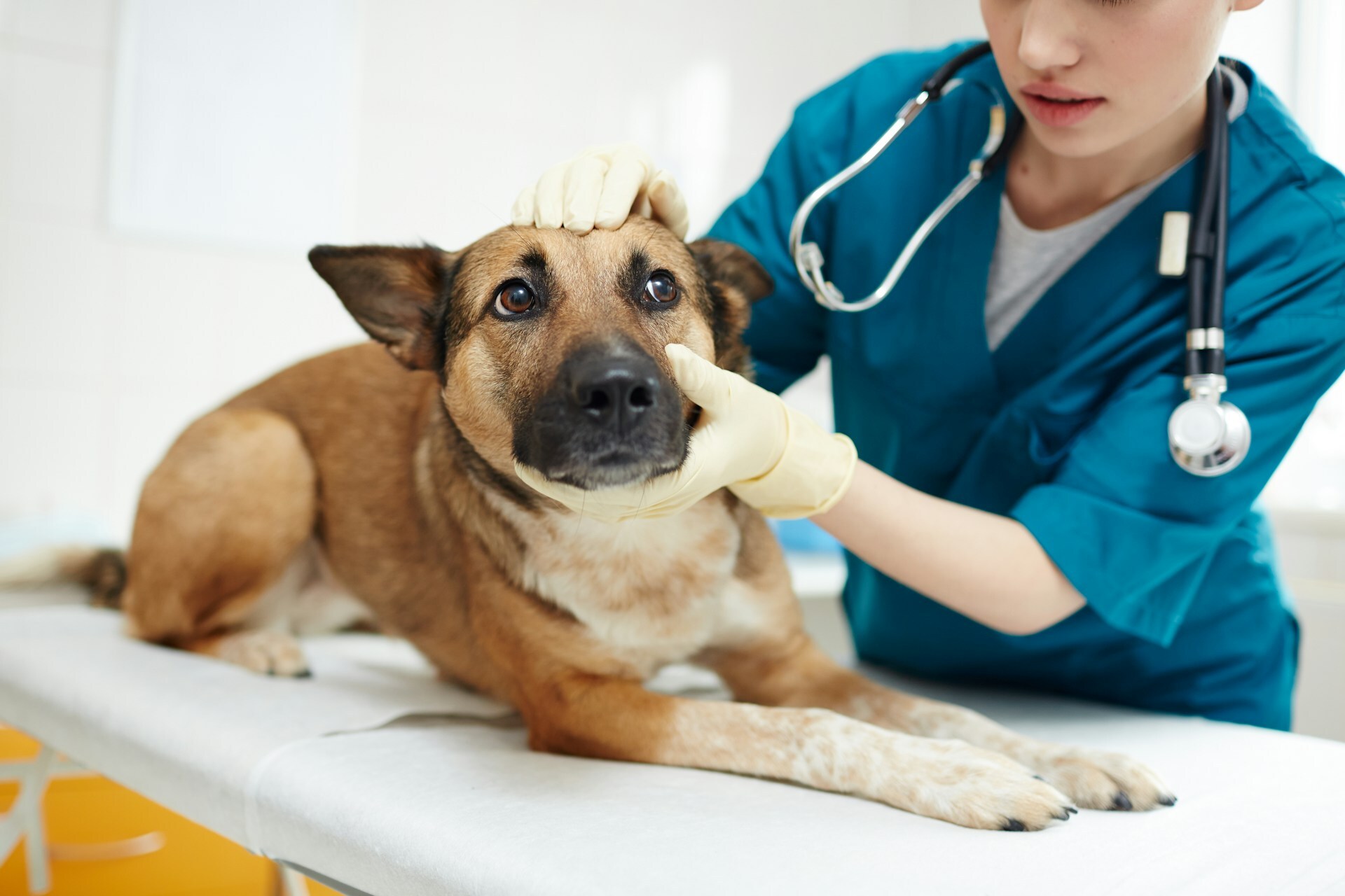 Comprehensive price lists for UK vets: CMA unveils plans