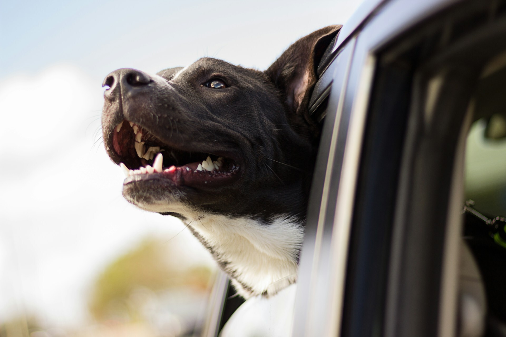 New EU pet travel rules enter into force
