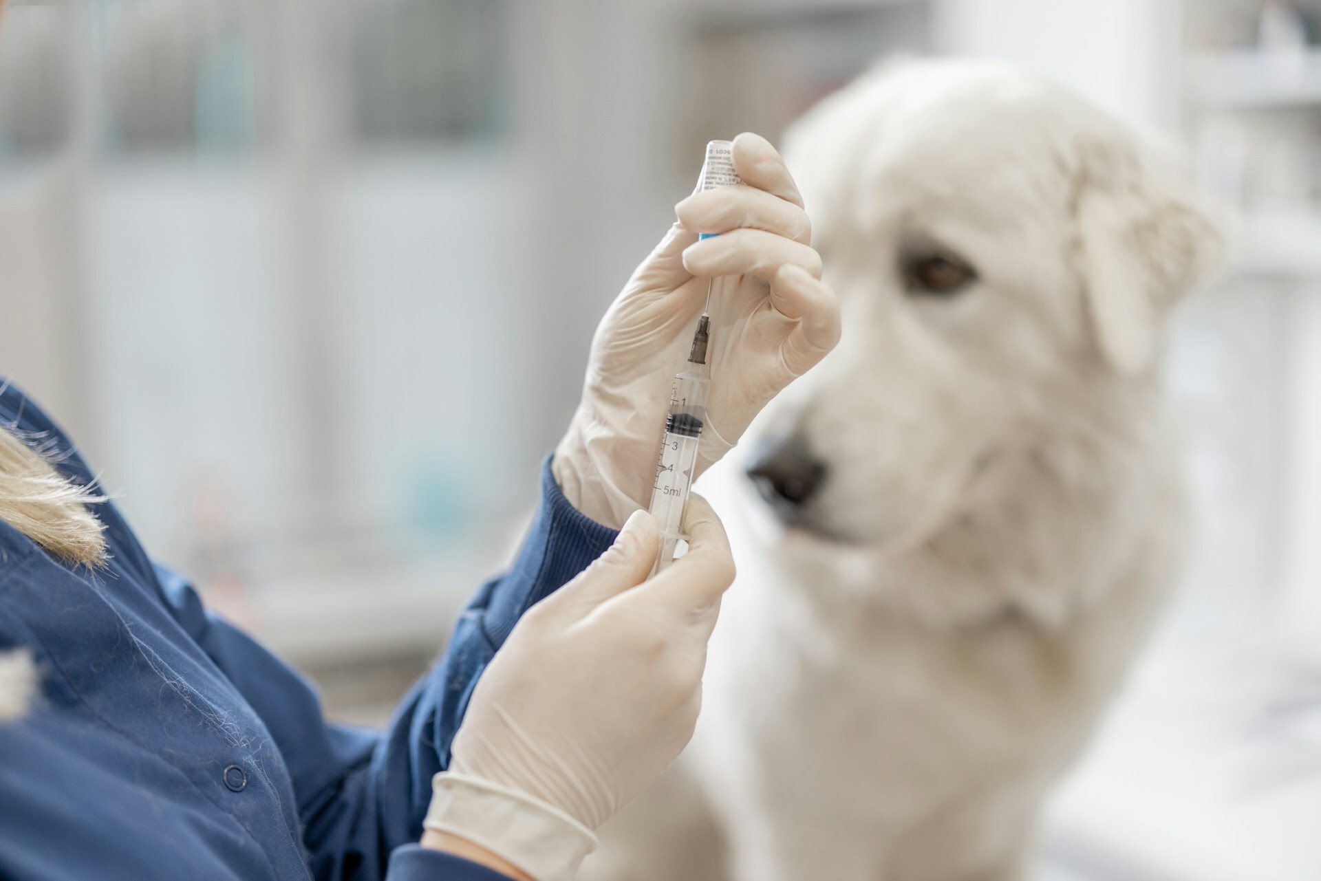 Major breakthrough on veterinary prescription flexibility