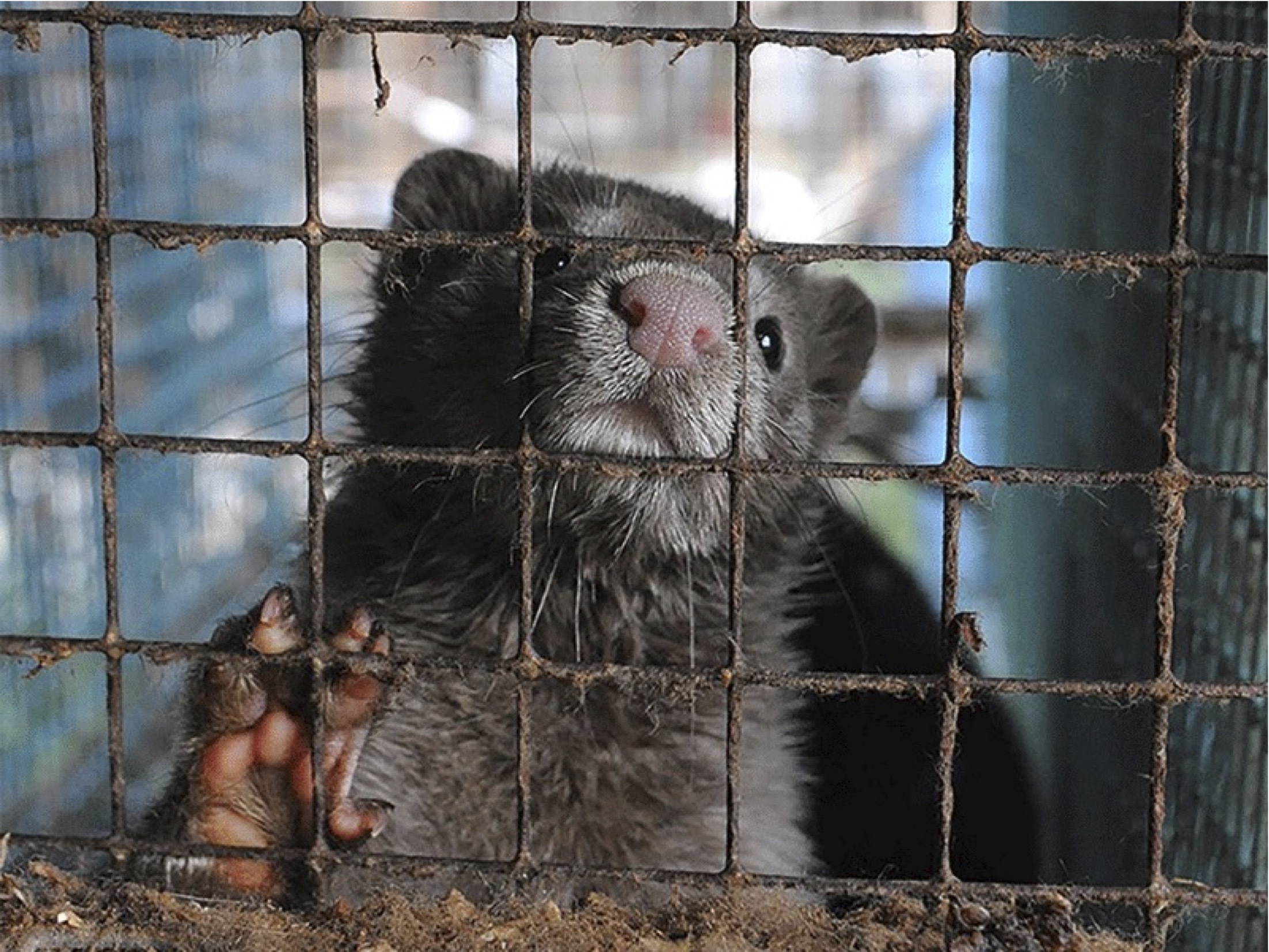 Fur farms: comparing the costs of phase-out and higher welfare standards