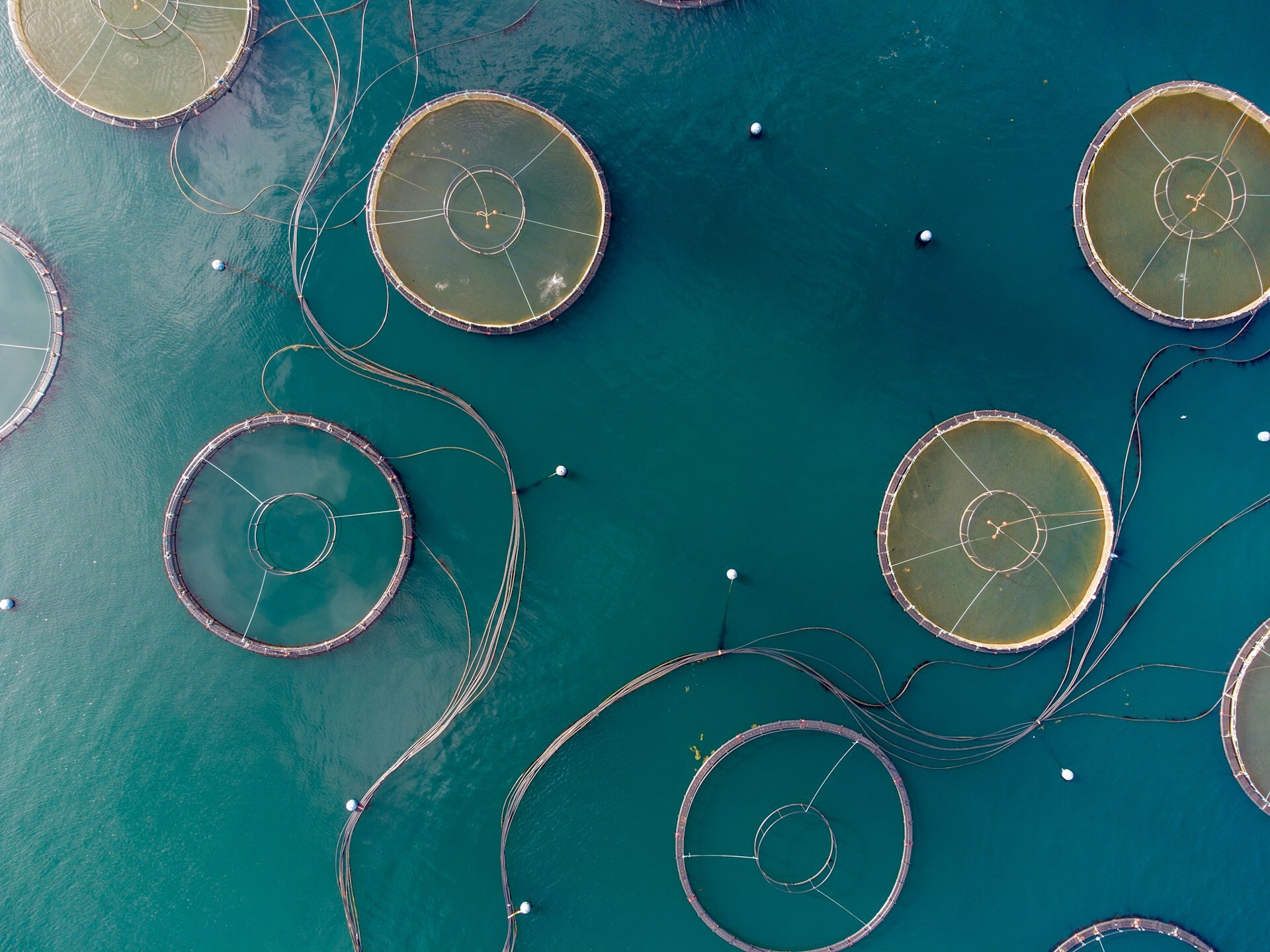 New study highlights fish medicines shortage