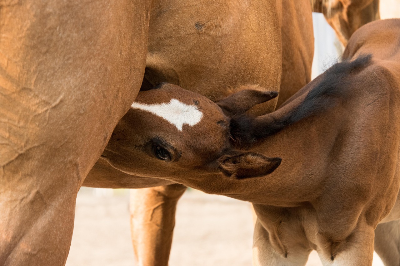Feeva to create subgroup on assisted reproduction in horses