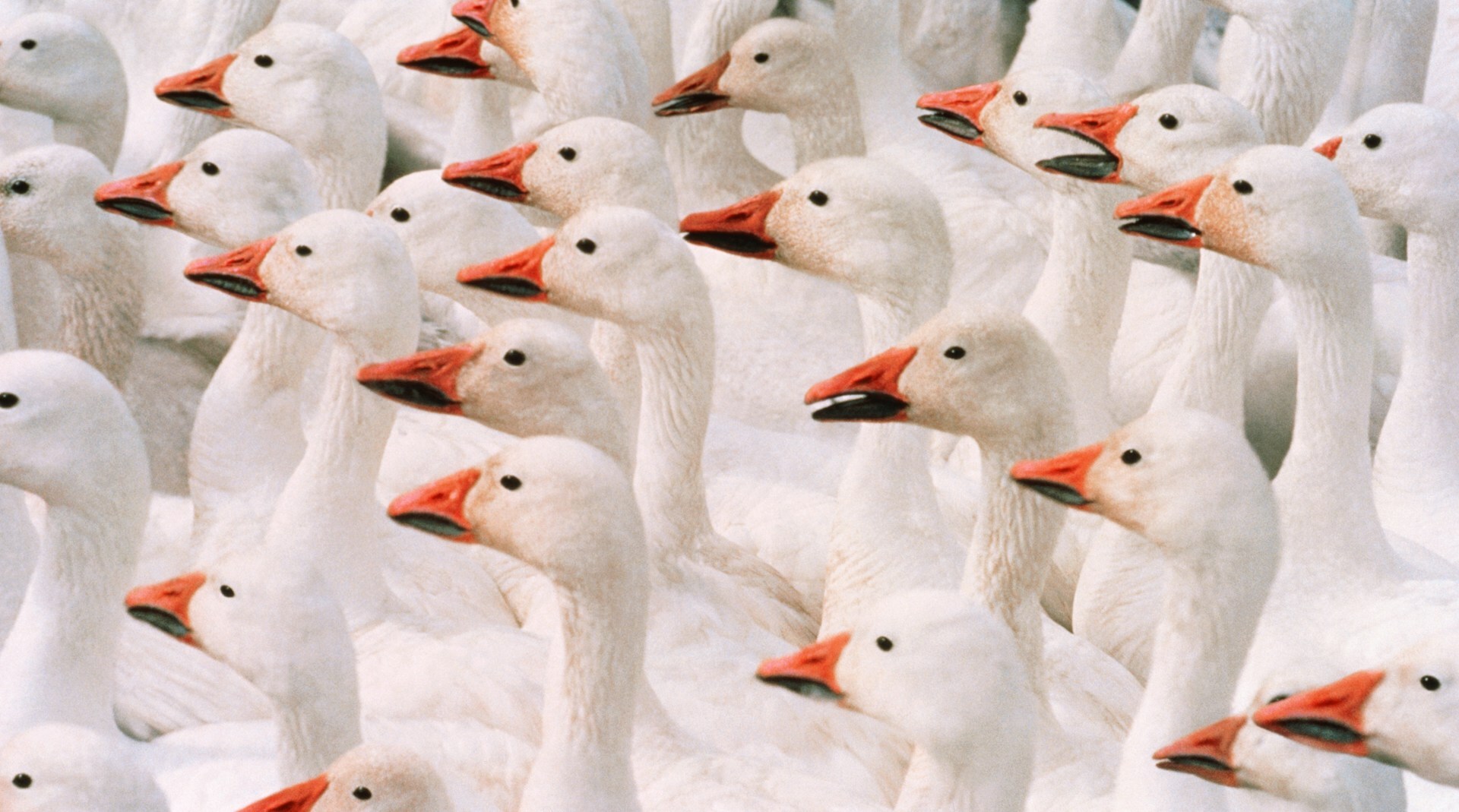Help identify therapeutic gaps for ducks and geese
