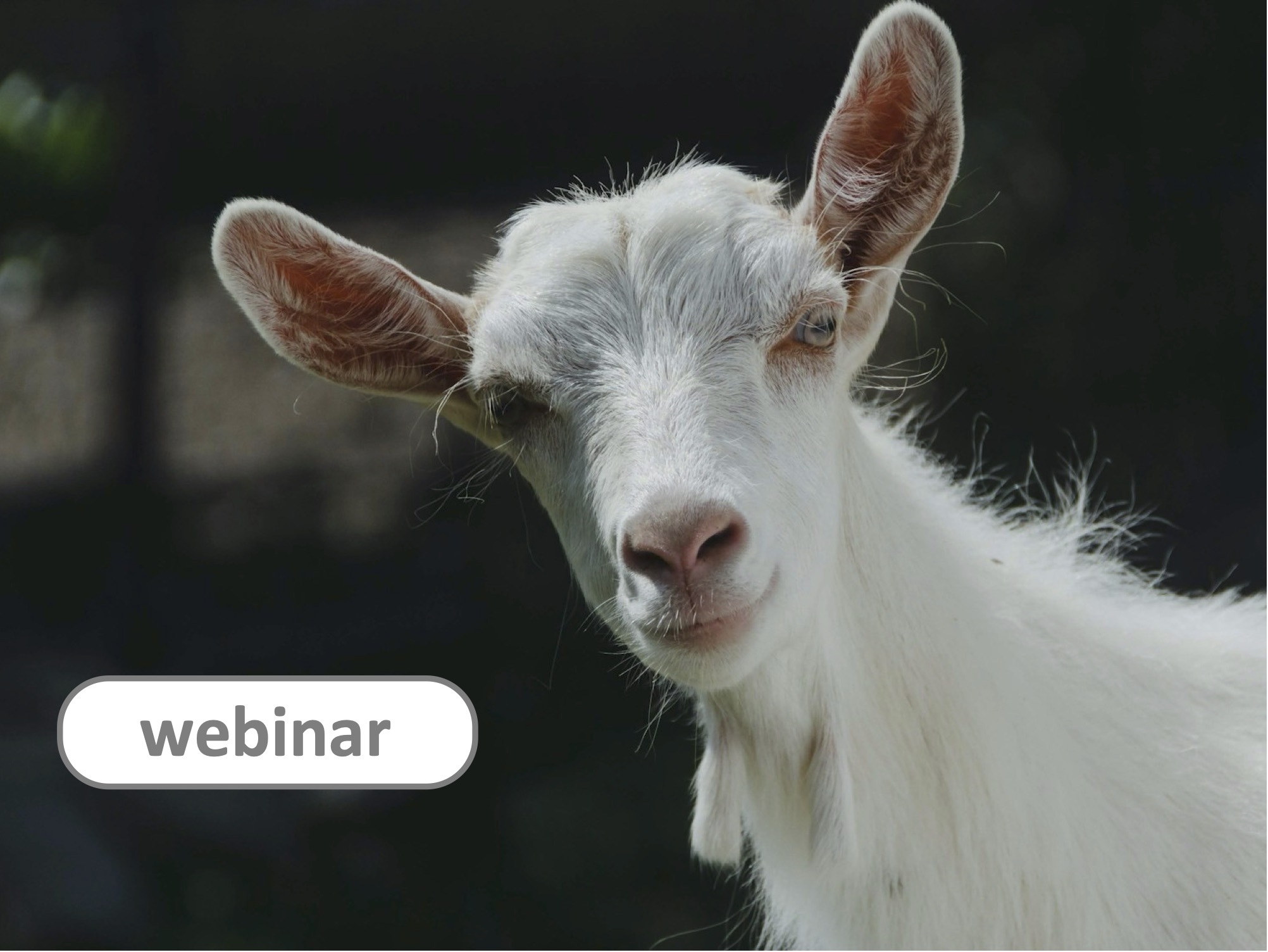 FVE Webinar on Peste des Petits Ruminants (PPR)