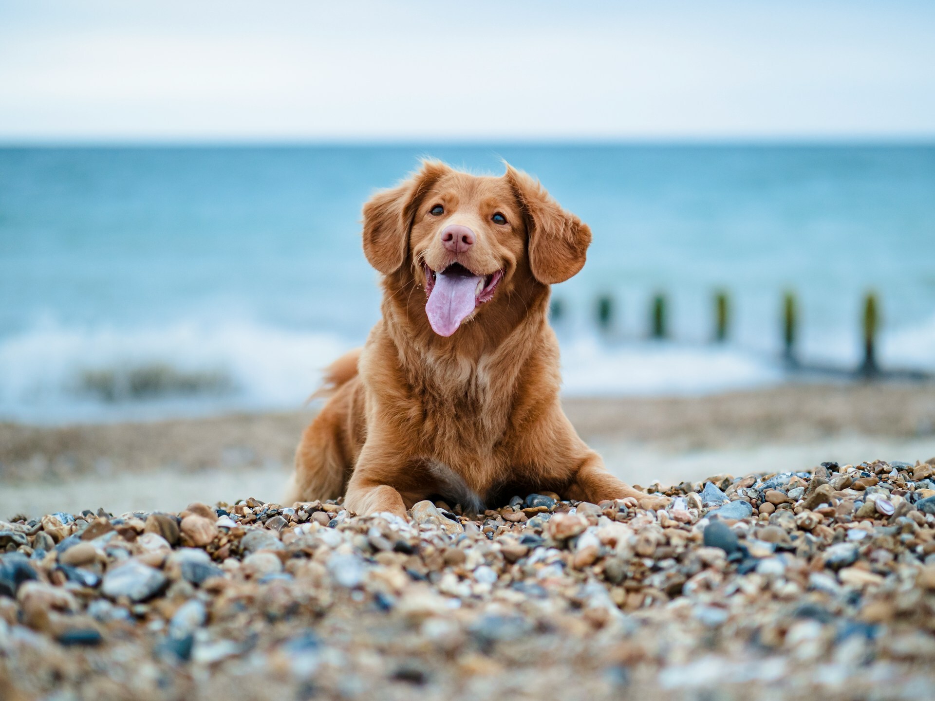 EU adopts landmark rules on pet welfare and traceability