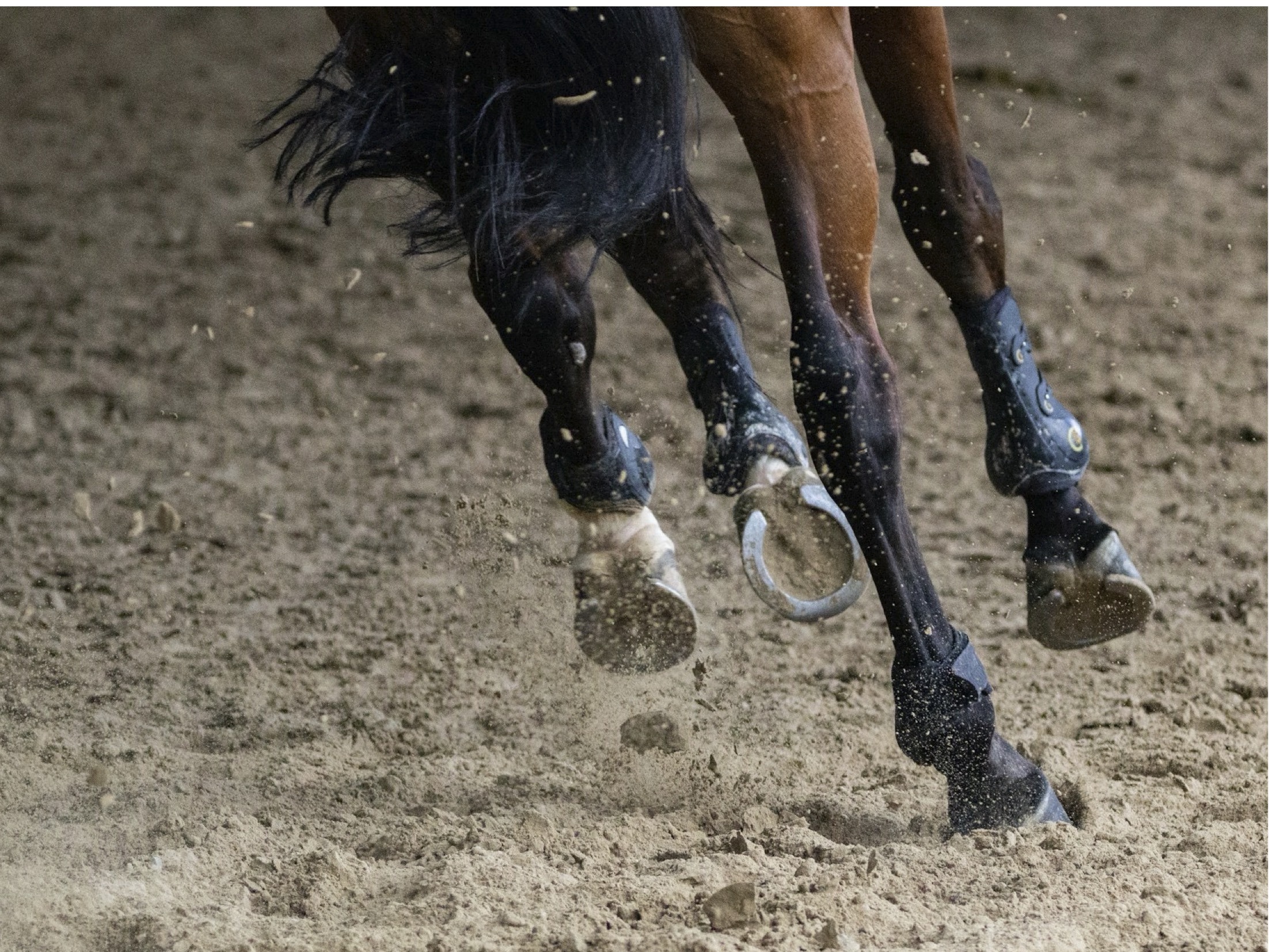 Horse legs