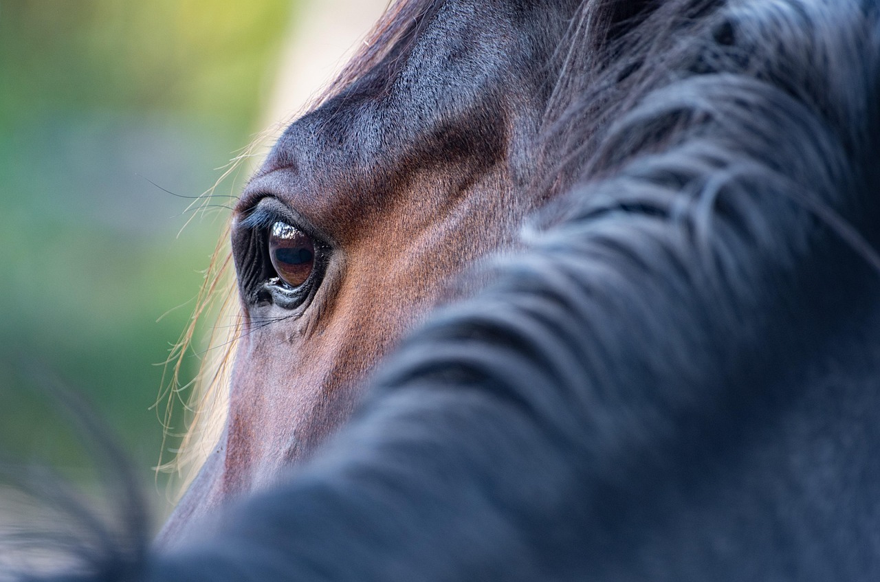 Denmark: four horses ‘most likely’ infected with West Nile virus