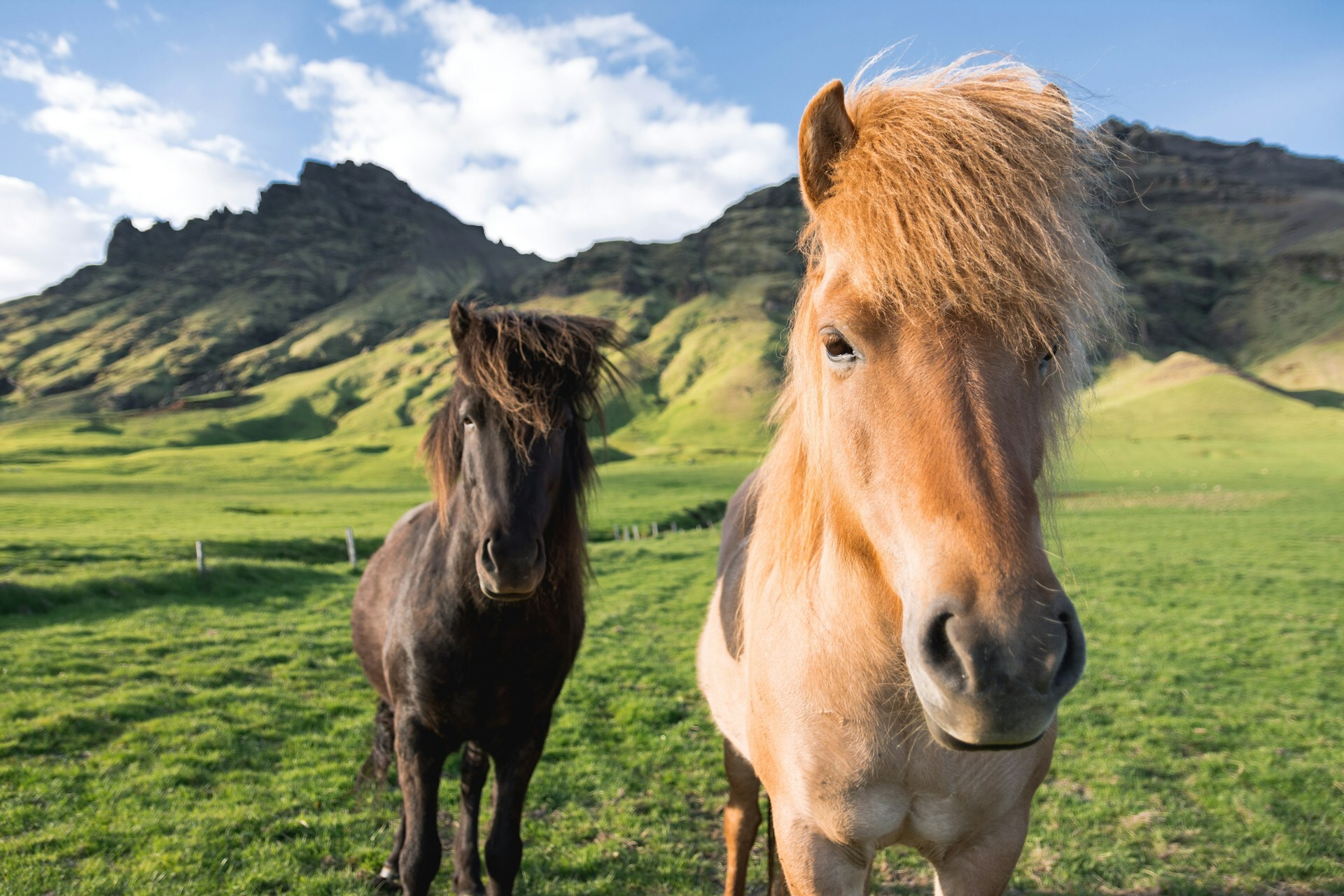 Icelandic horses