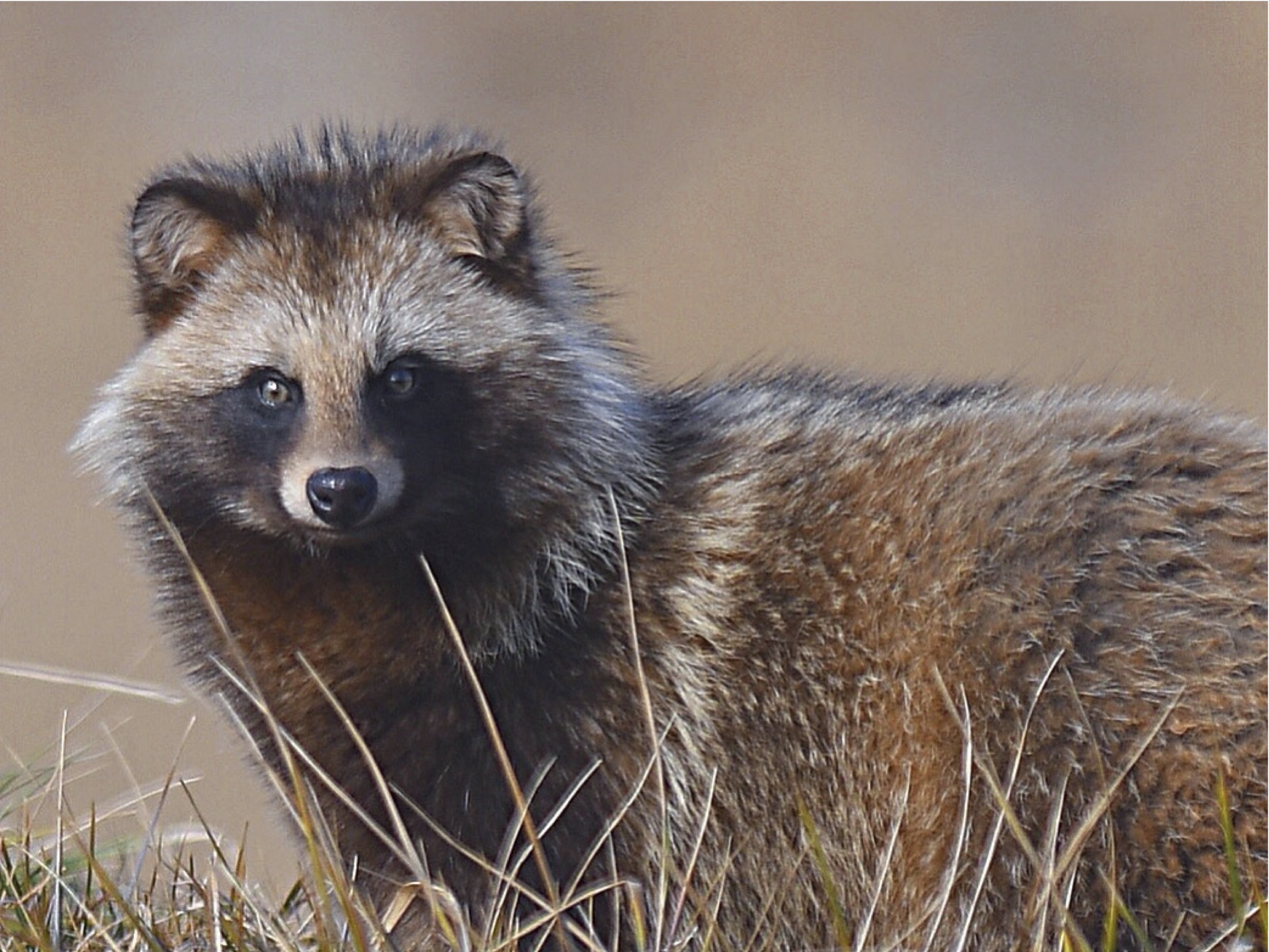 RFAV detected in domestic dogs: awareness without alarm