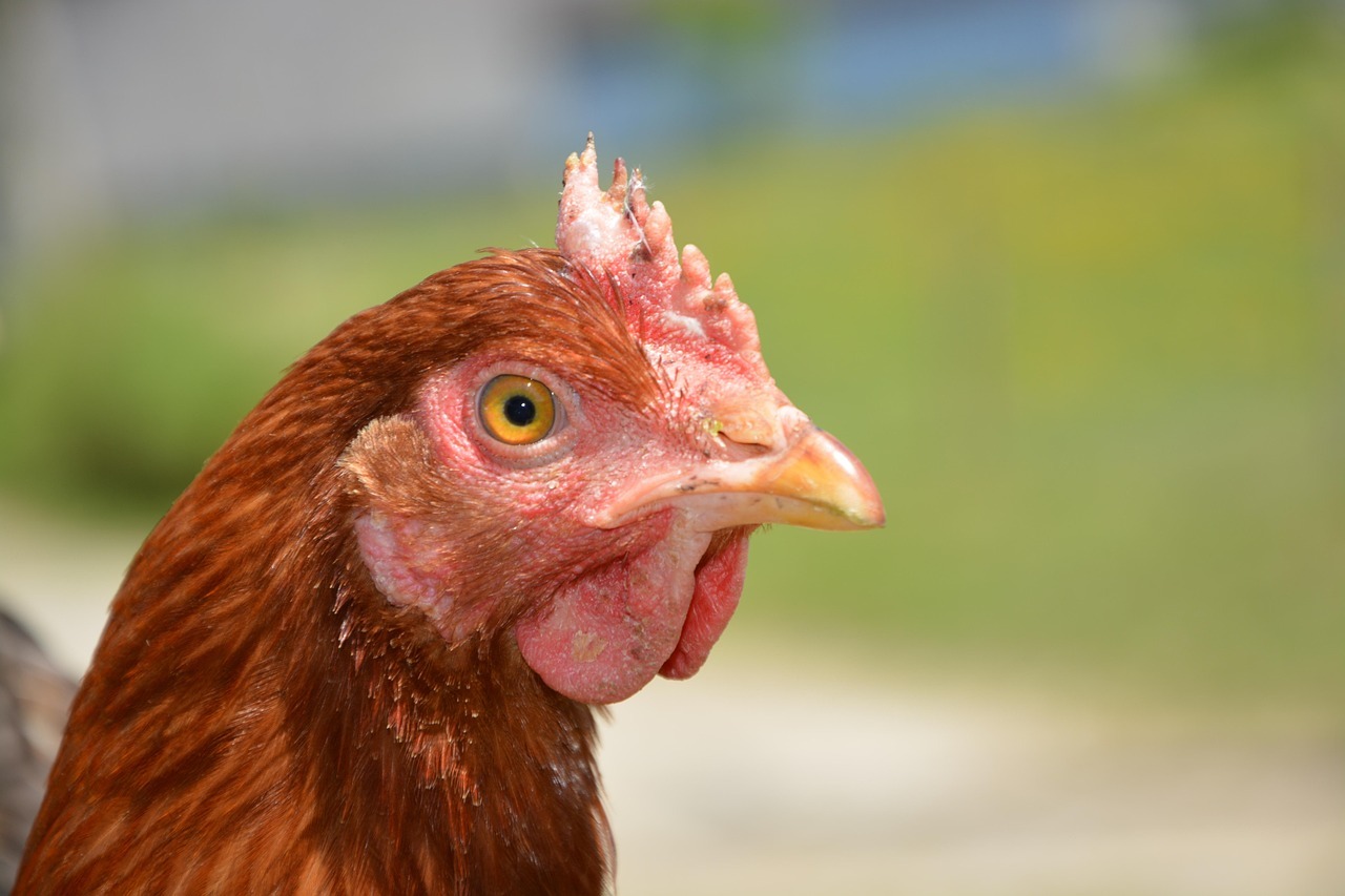 The Netherlands: a turning point for avian influenza control