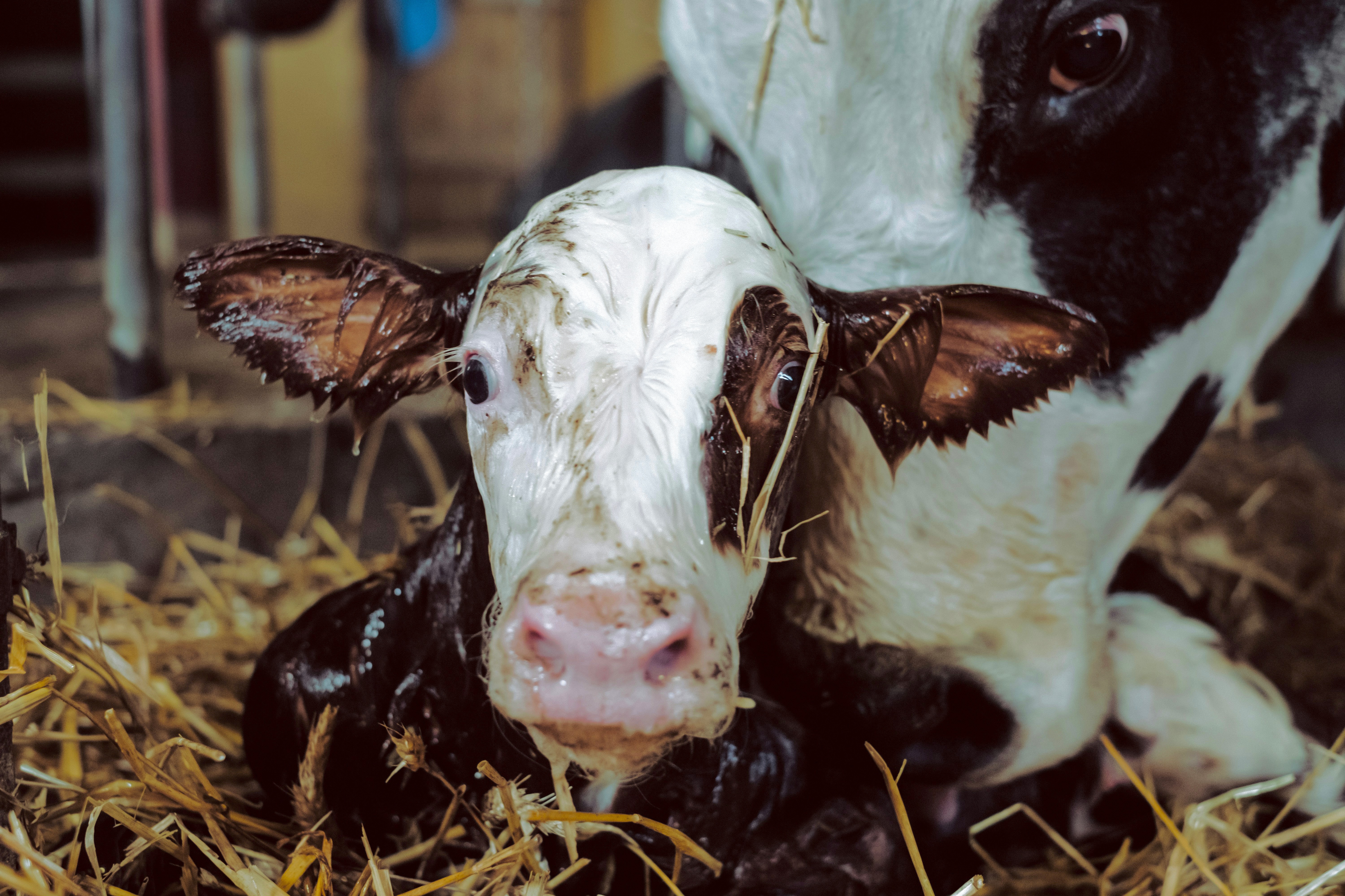 Dutch disciplinary ruling: ‘caesarean section is a veterinary act’