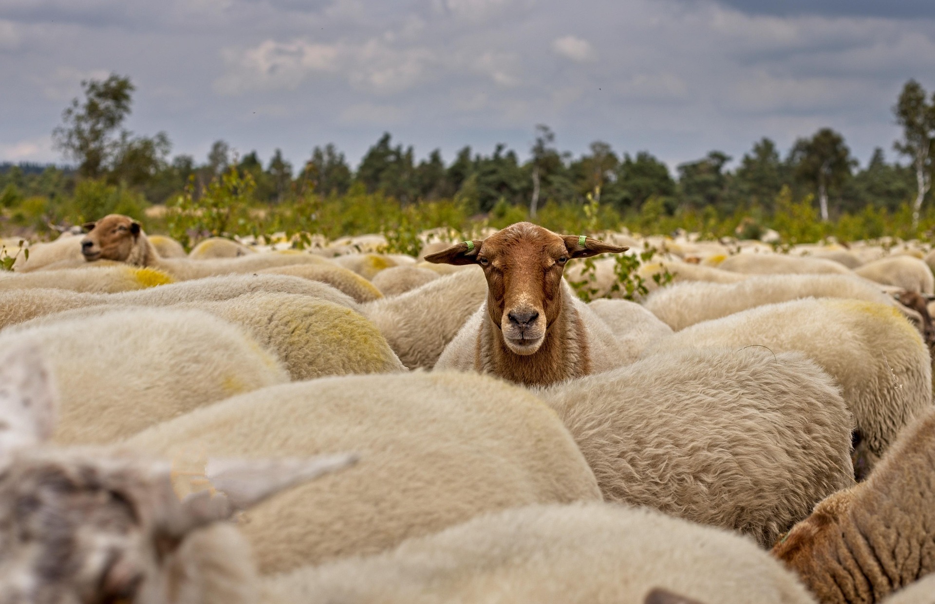 Alkemade herd of sheep 7392366 1920