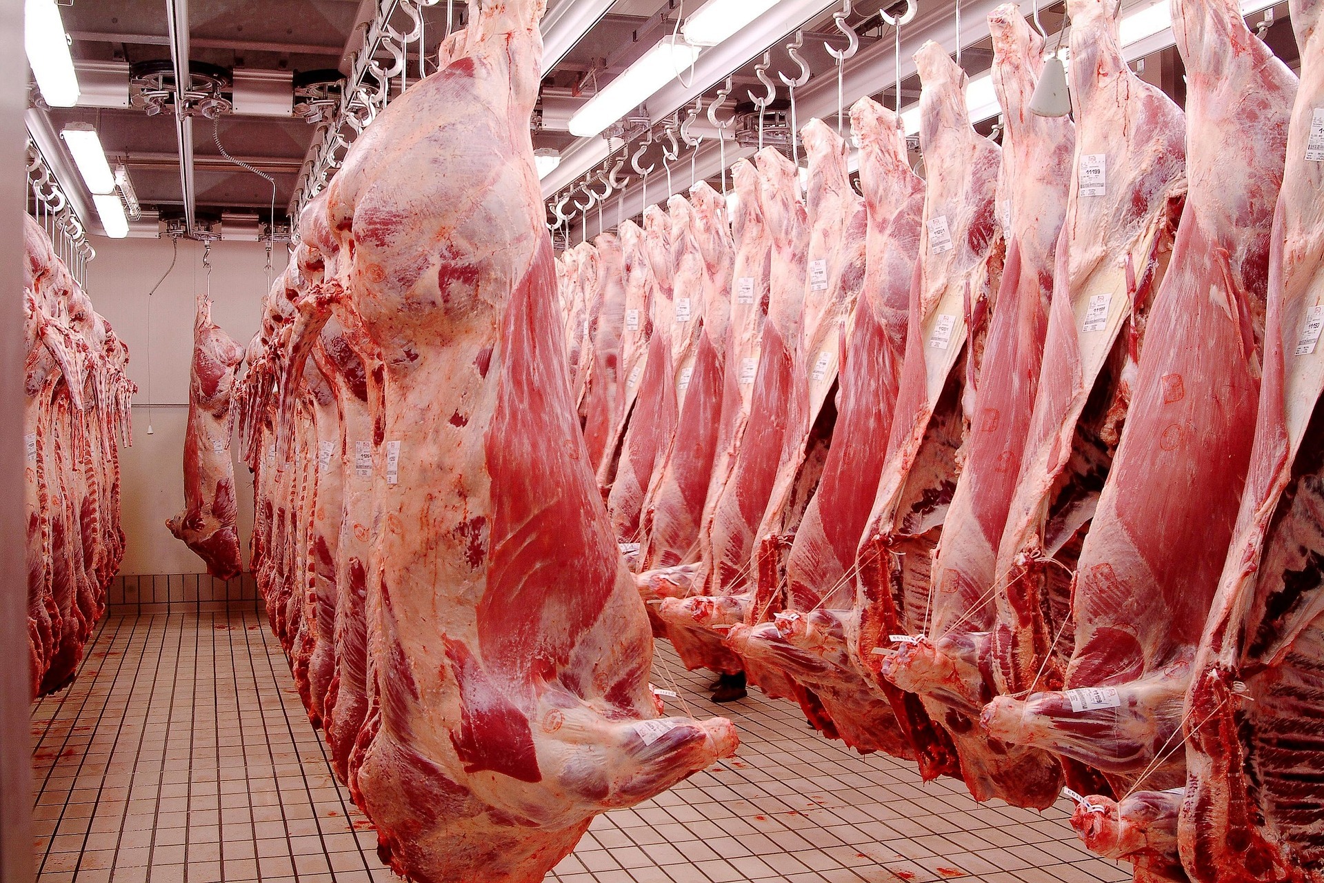 Study explores professional experiences in slaughterhouses