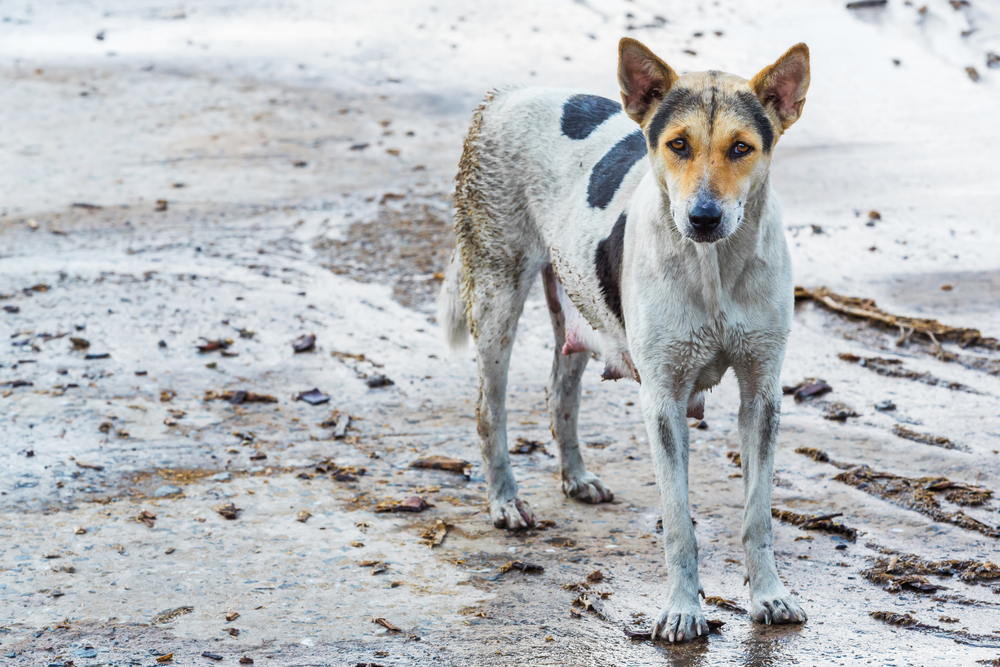 GB: mandatory Brucella test for dogs from Romania