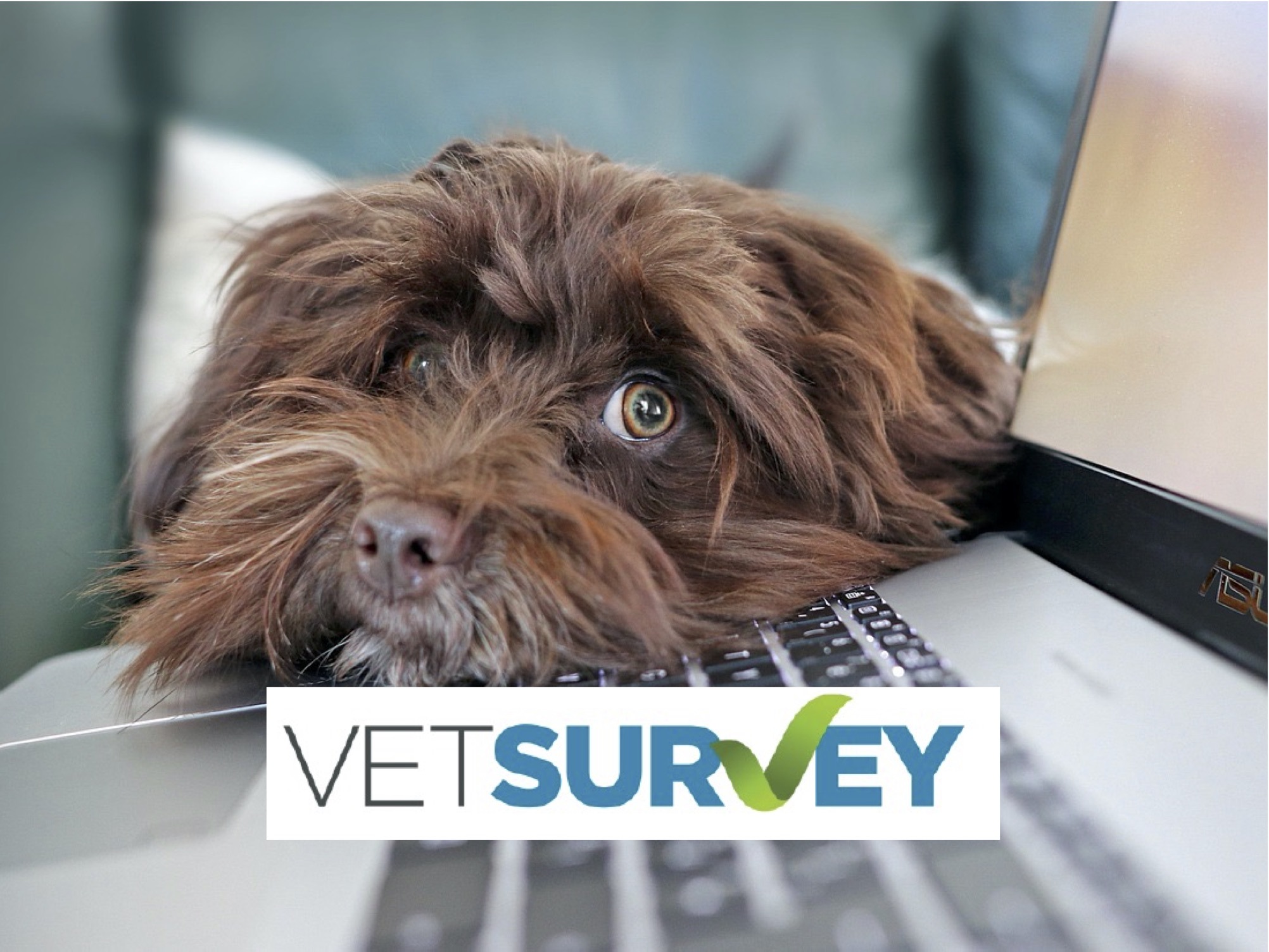 VetSurvey: share your professional situation