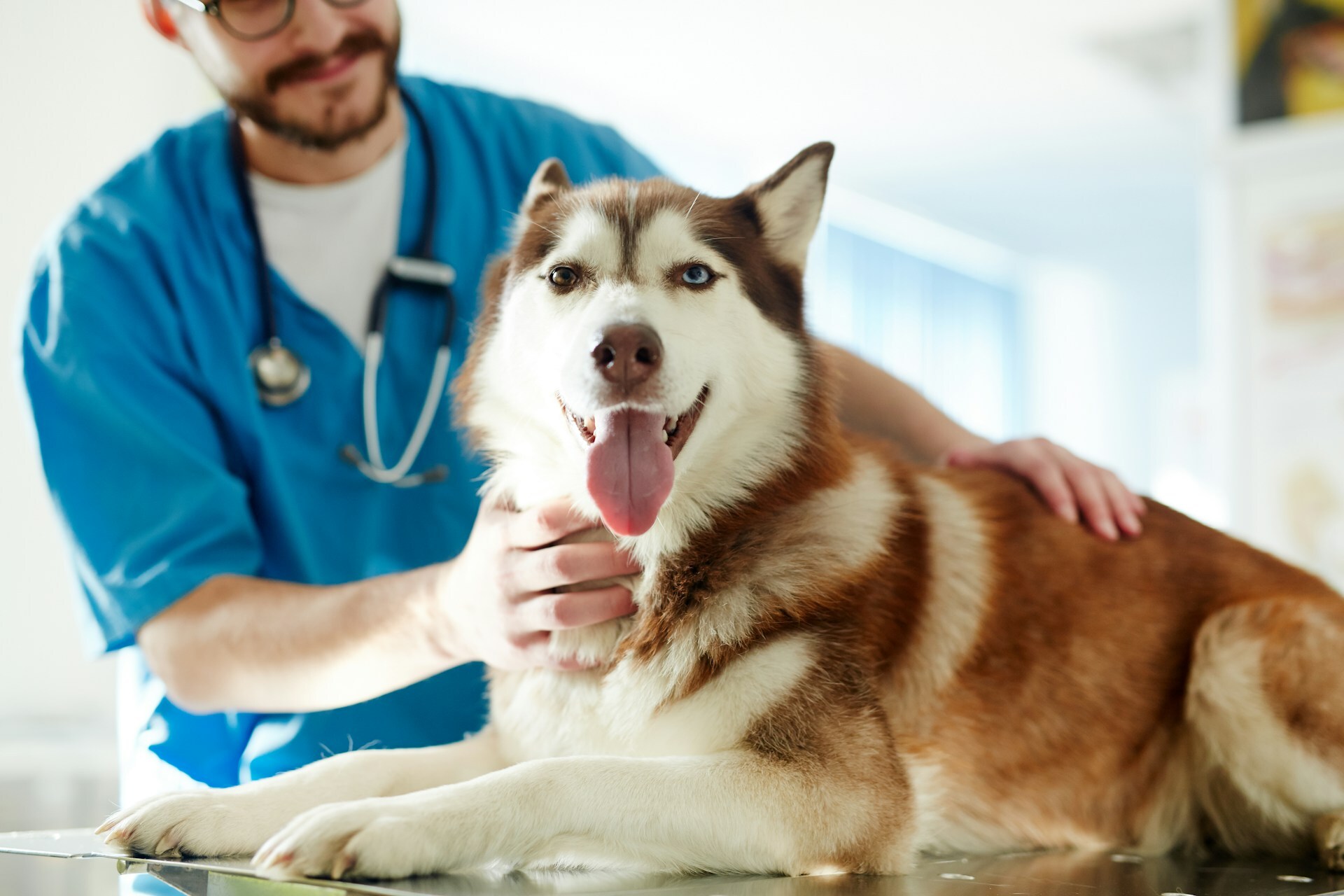 UK faces biggest vet sector reforms in 60 years