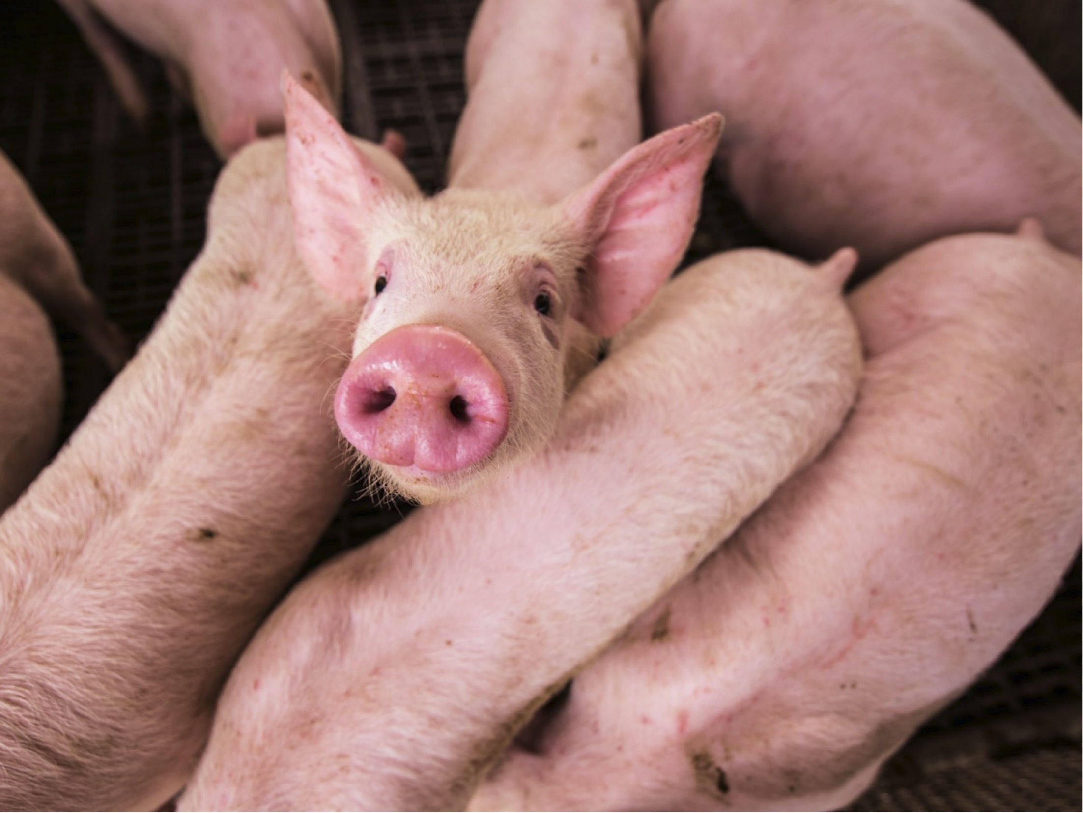 Oral amoxicillin in pigs: share your experience